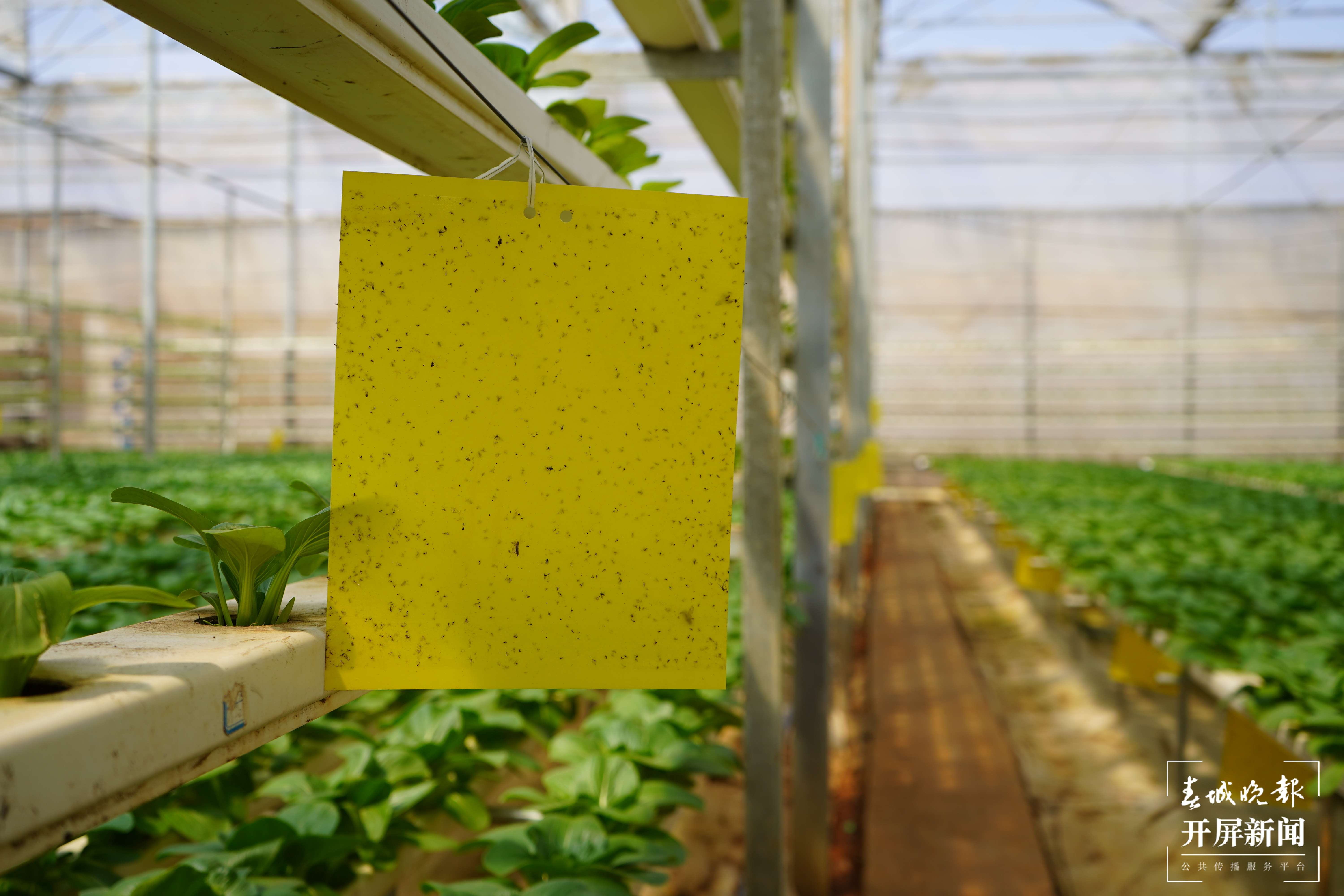 蔬菜长“水”上 绿色又时尚2.jpg