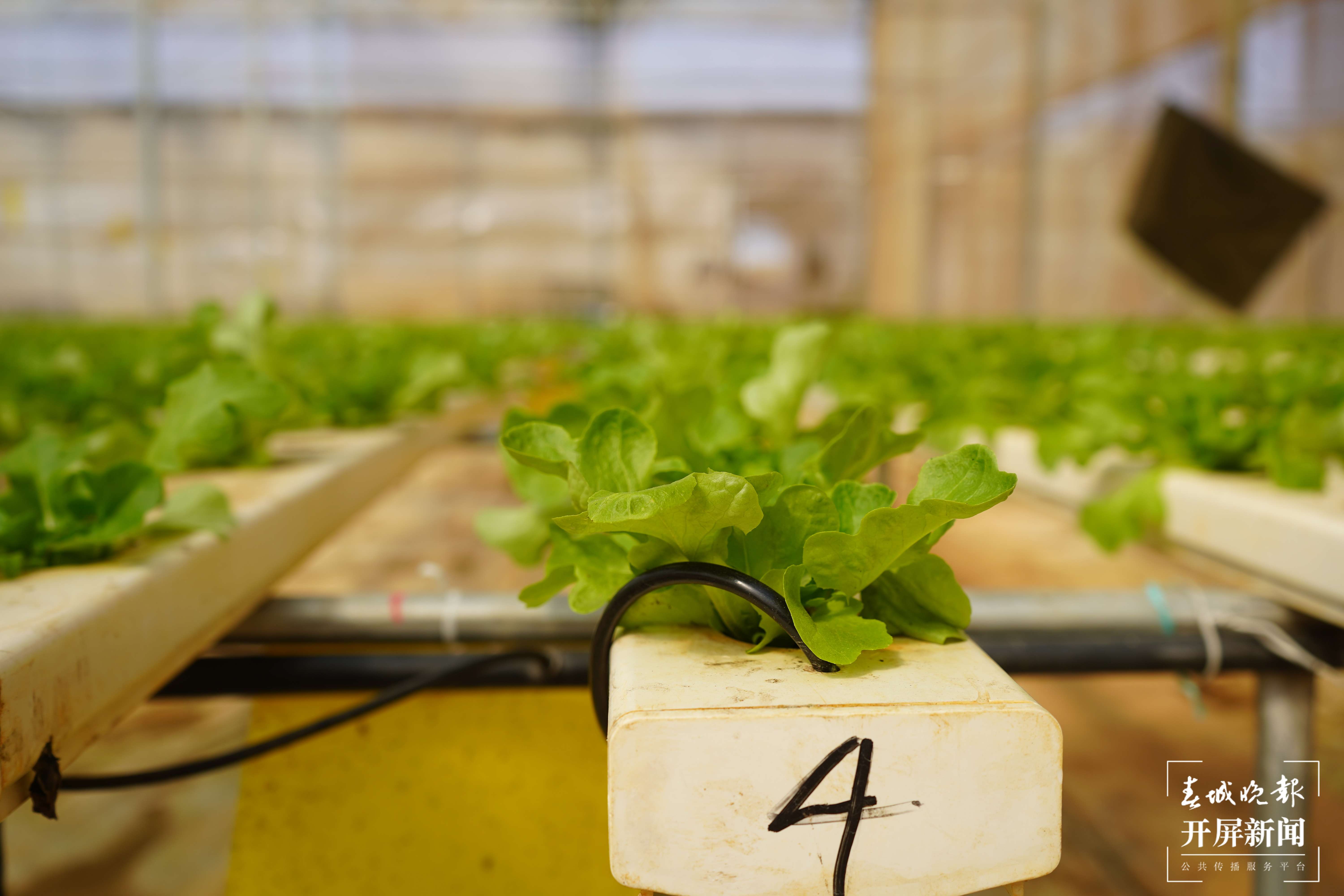 蔬菜长“水”上 绿色又时尚3.jpg