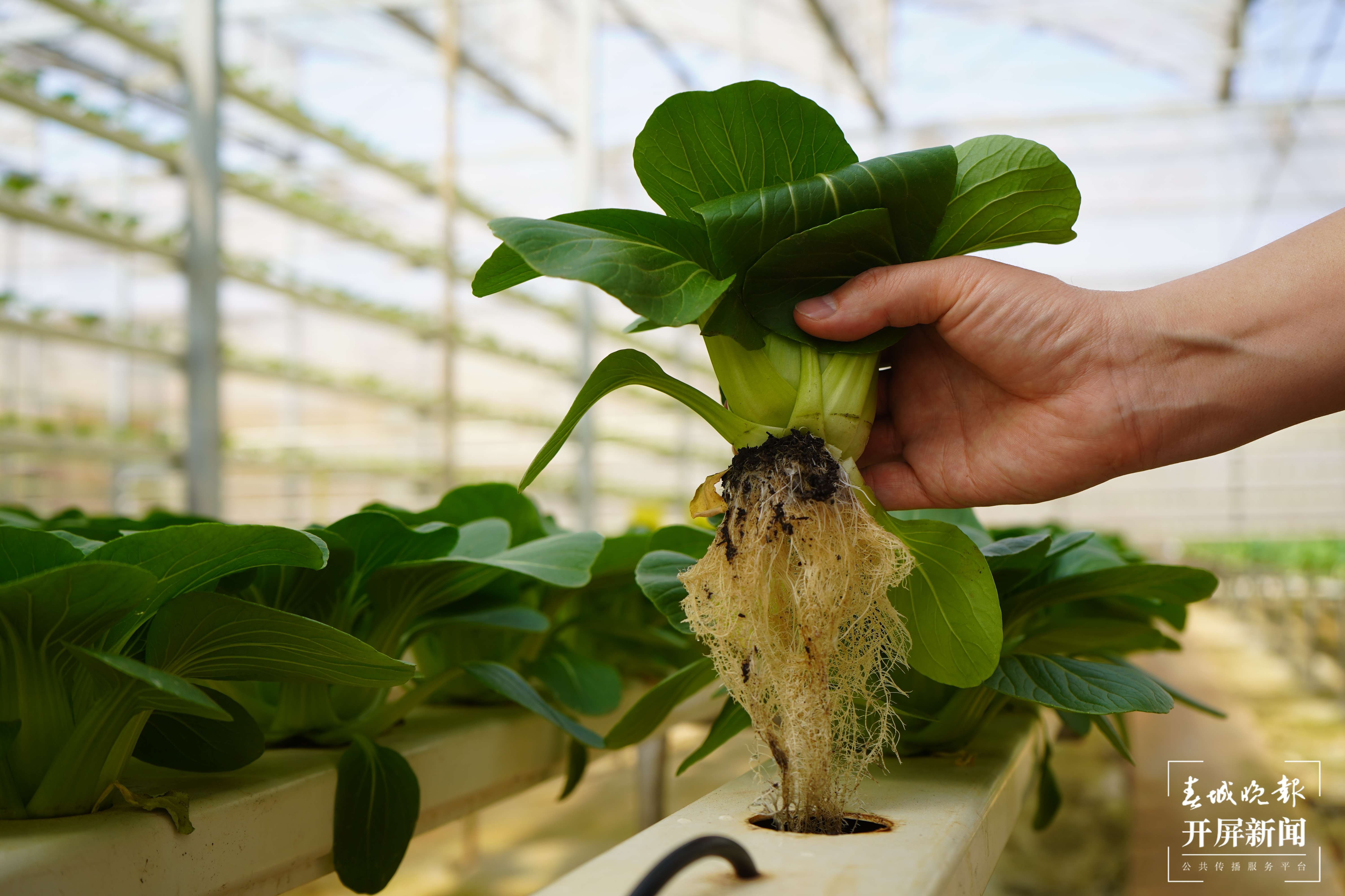 蔬菜长“水”上 绿色又时尚4.jpg