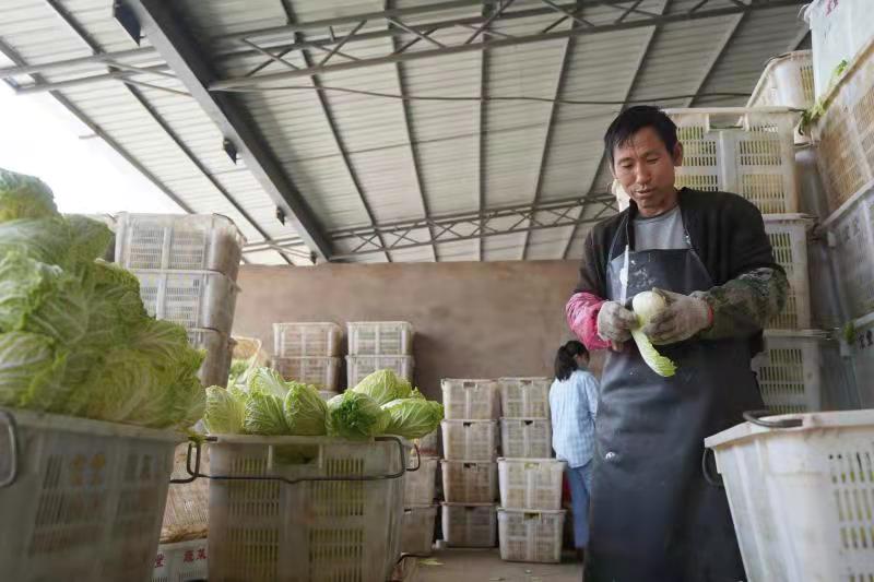 曲靖市陆良县：延伸蔬菜产业链 擦亮“金字招牌”4.jpg