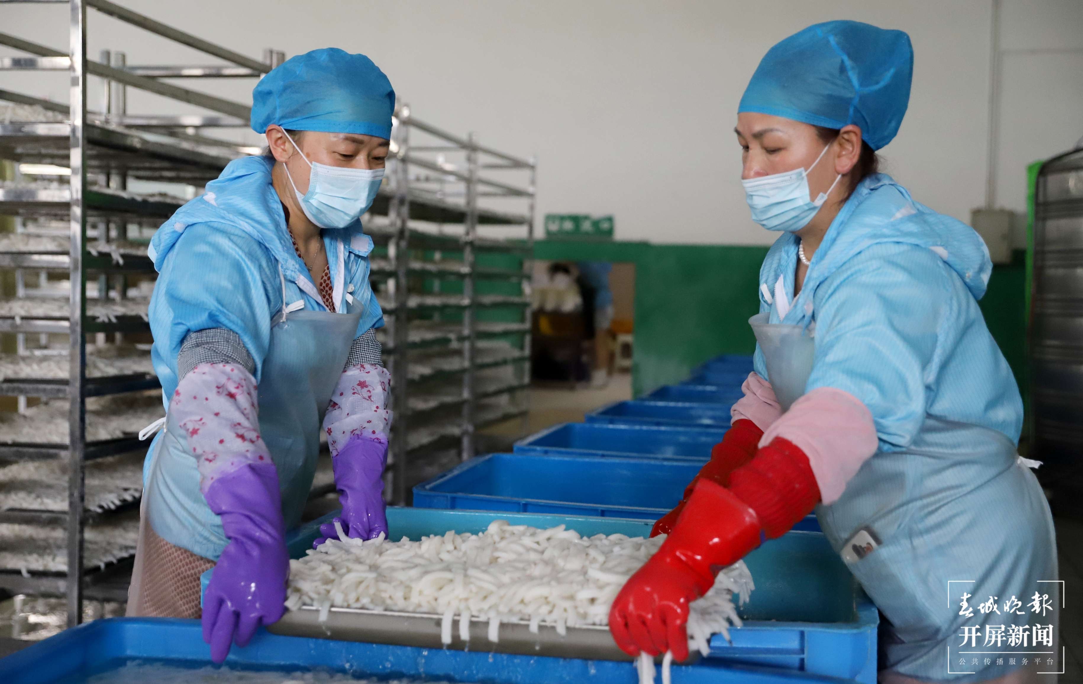 年产值达10亿   “小魔芋”撬动大市场  3.jpg