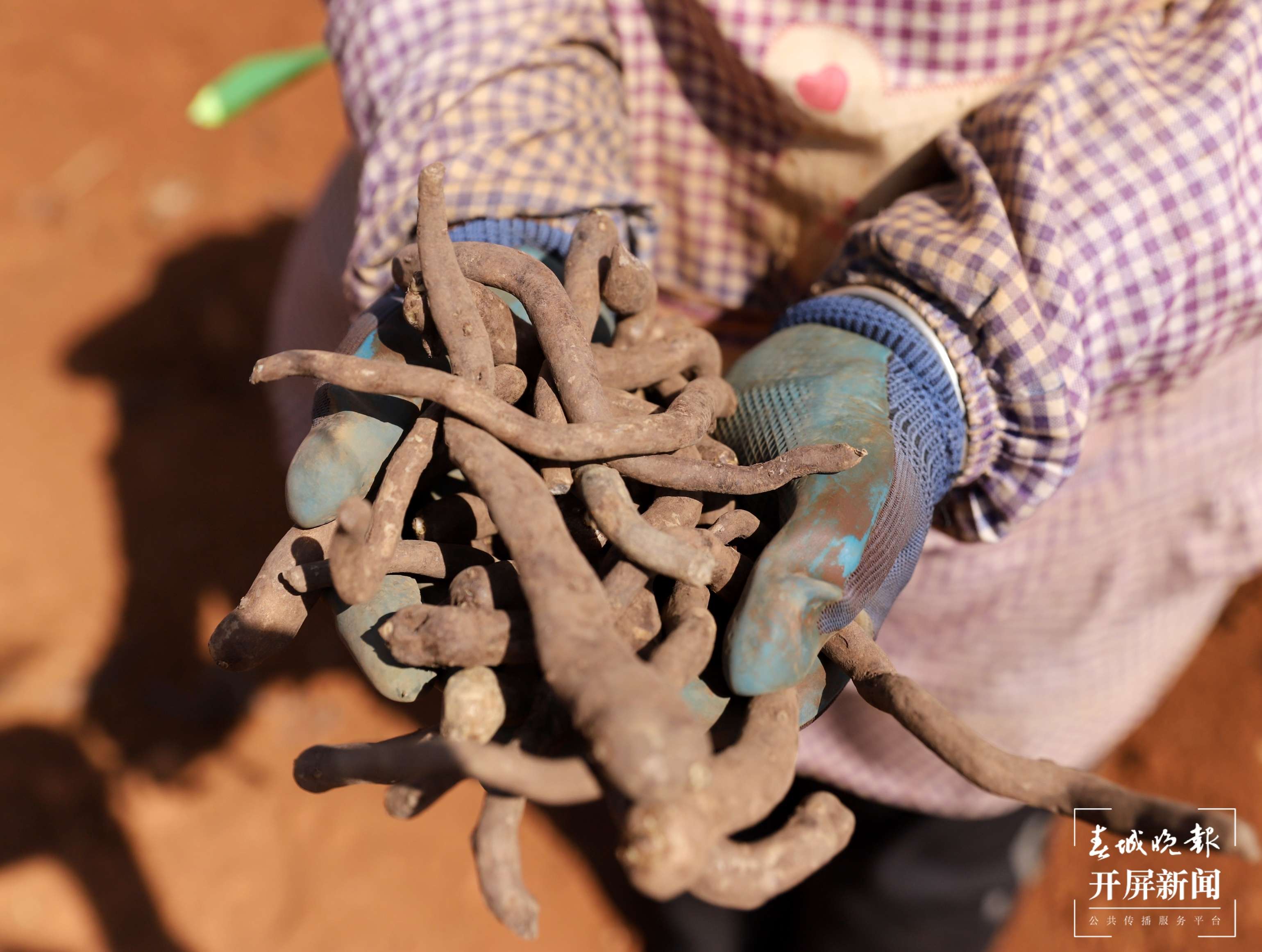 年产值达10亿   “小魔芋”撬动大市场  7.jpg