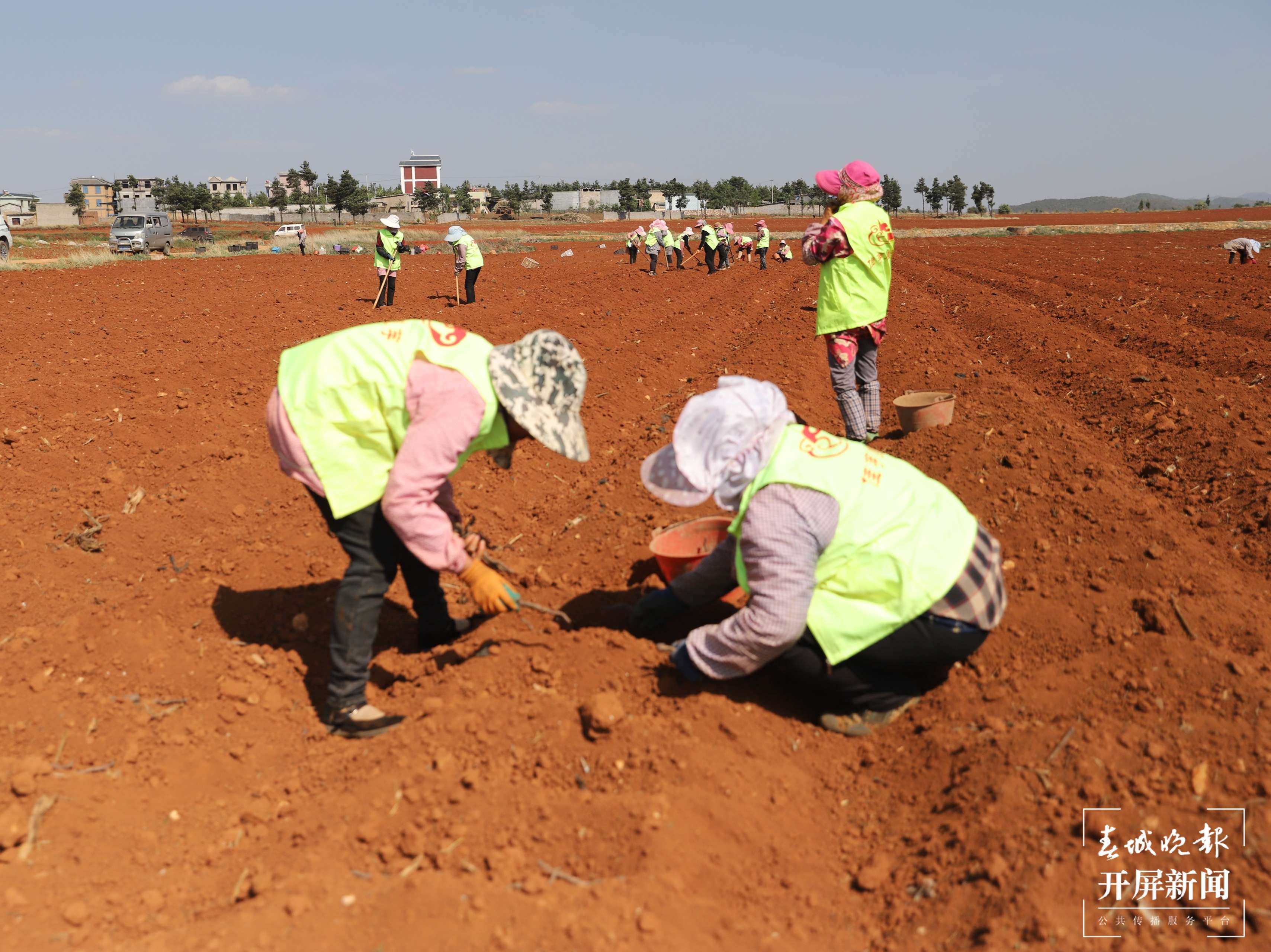 年产值达10亿   “小魔芋”撬动大市场  8.jpg
