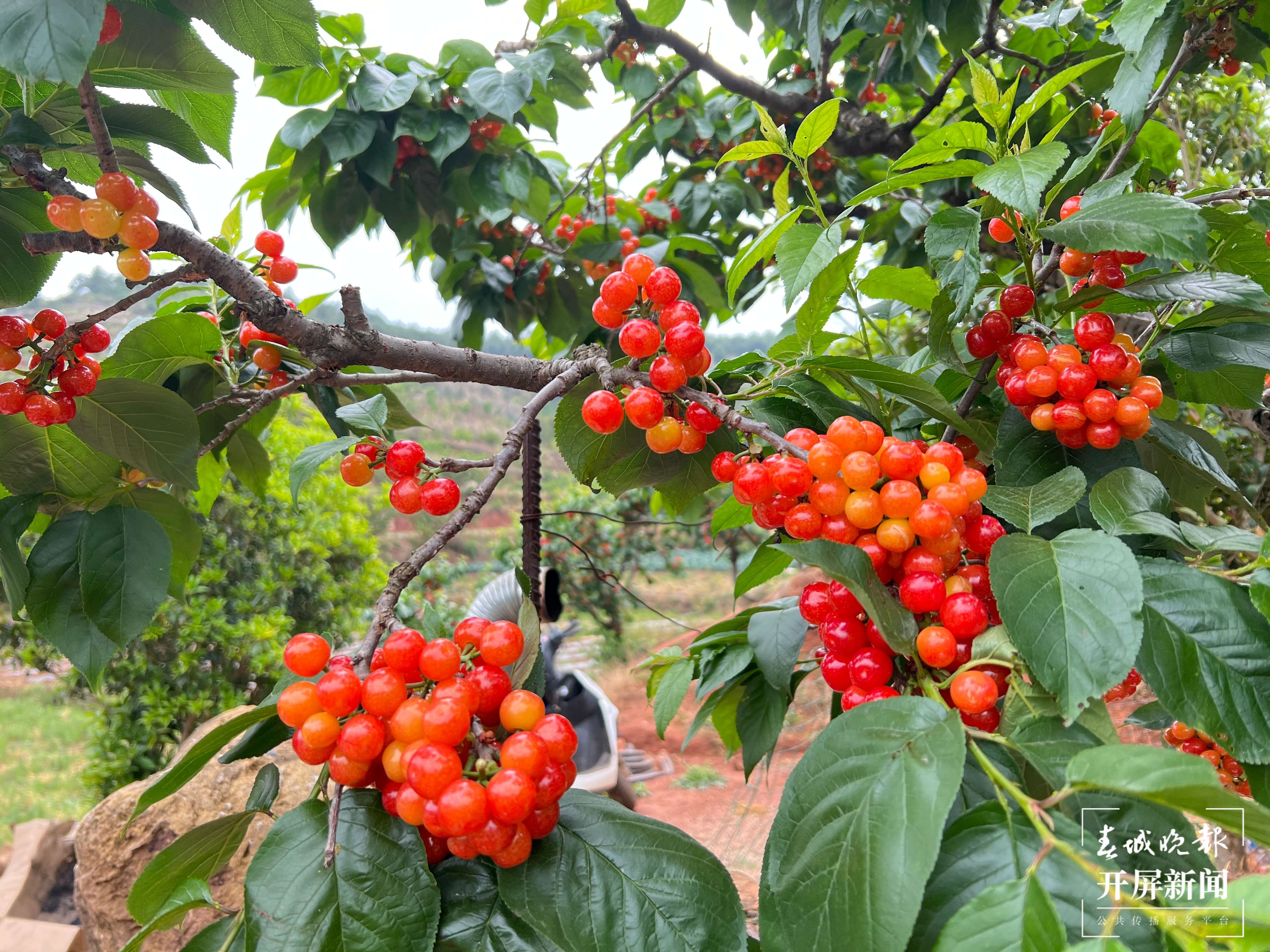 “云上”可买！昆明七甸1.57万亩樱桃熟啦！（开屏新闻记者 杨质高 摄）