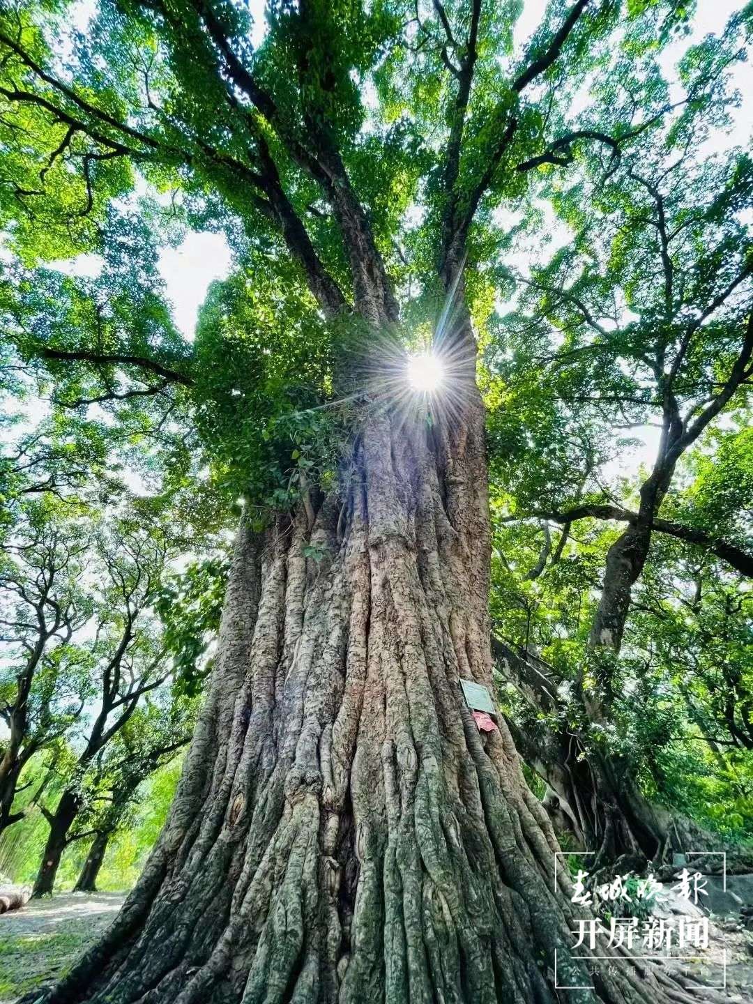 丙闷大榕树布莱恩咖啡体验中心 崔敏 通讯员 甘湉 摄