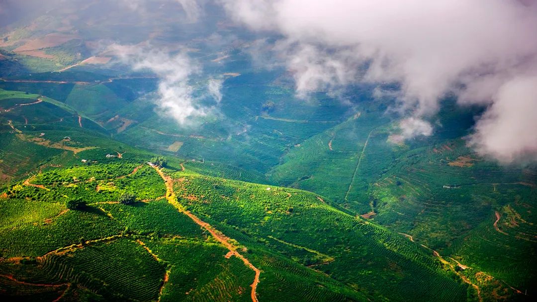 新寨万亩咖啡种植基地 崔敏 通讯员 甘湉 摄
