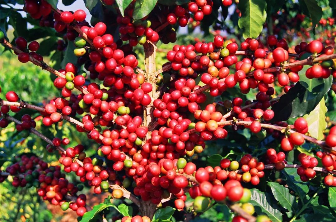 新寨万亩咖啡种植基地 崔敏 通讯员 甘湉 摄