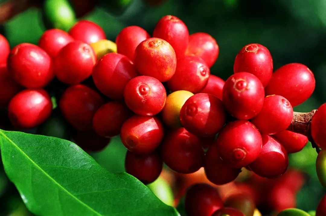 新寨万亩咖啡种植基地 崔敏 通讯员 甘湉 摄