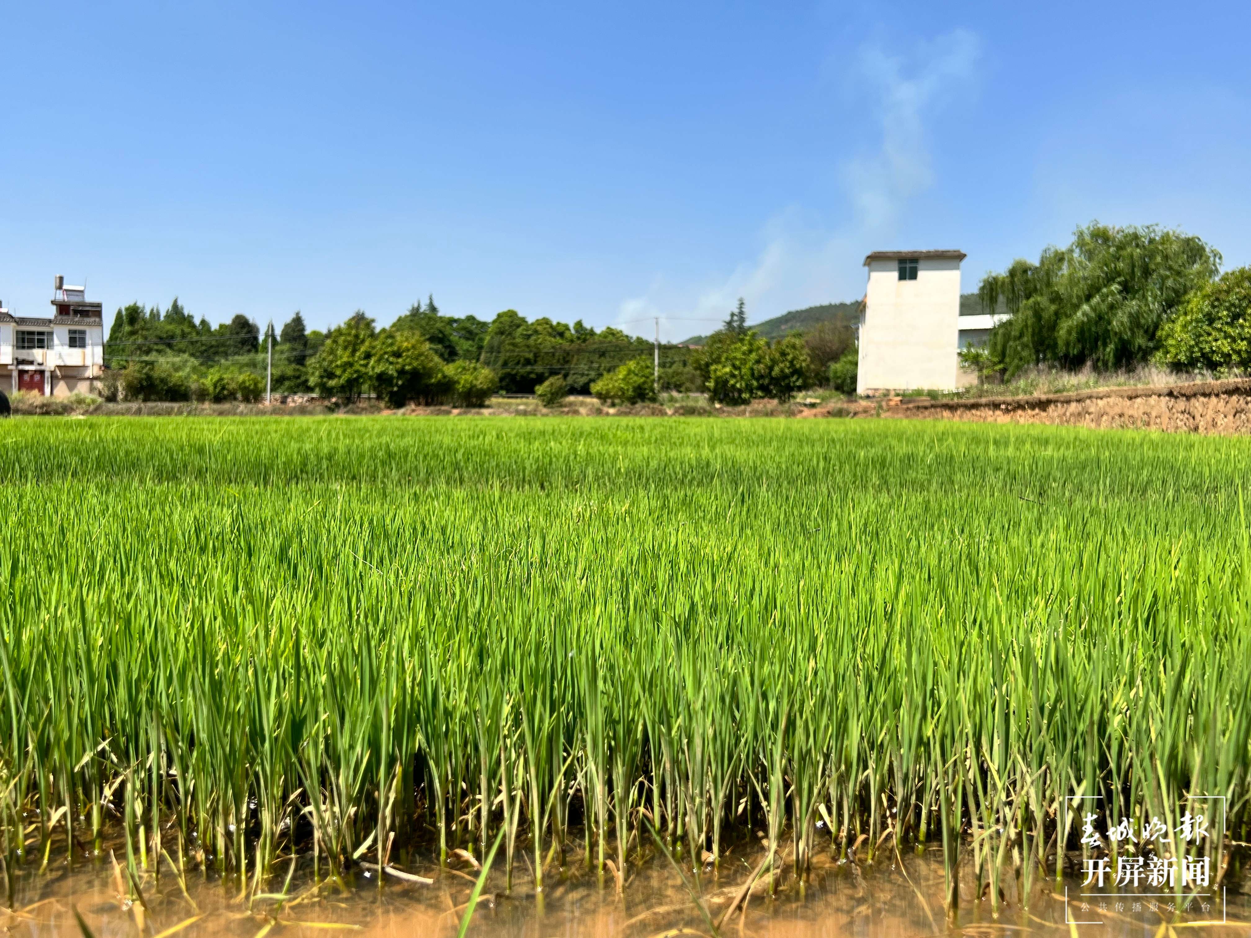 昆明五华区西翥街道邀市民认领稻田（开屏新闻记者 杨质高 摄）