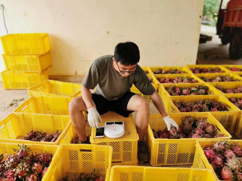 【青春在劳动中闪光】从“打工人”变“带货达人”！玉溪小伙返乡创业年销元江水果近500吨