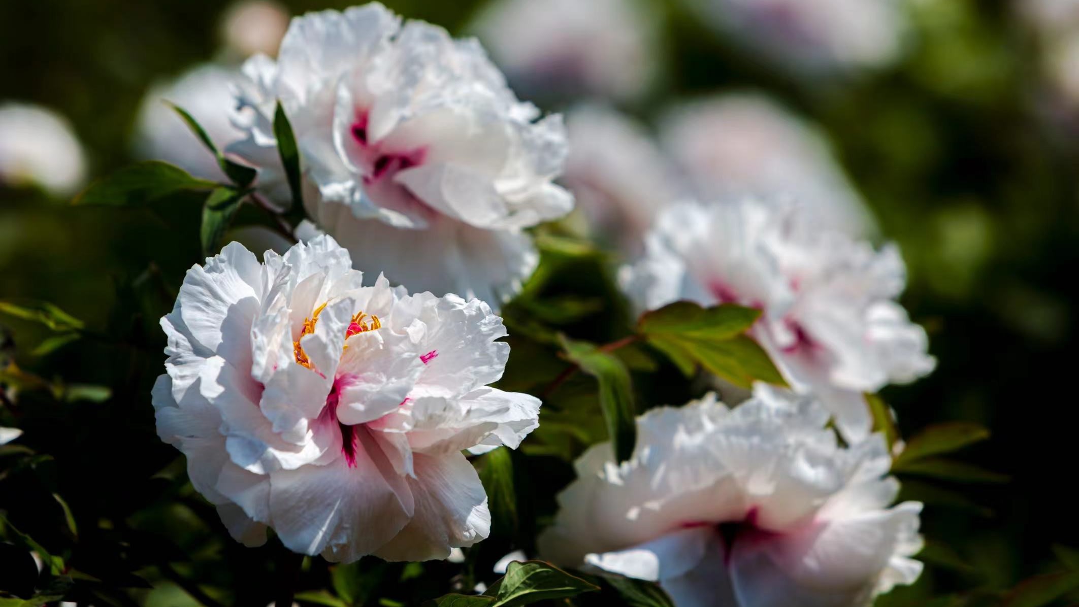 阳宗海这个牡丹园已盛开，芍药下月开花