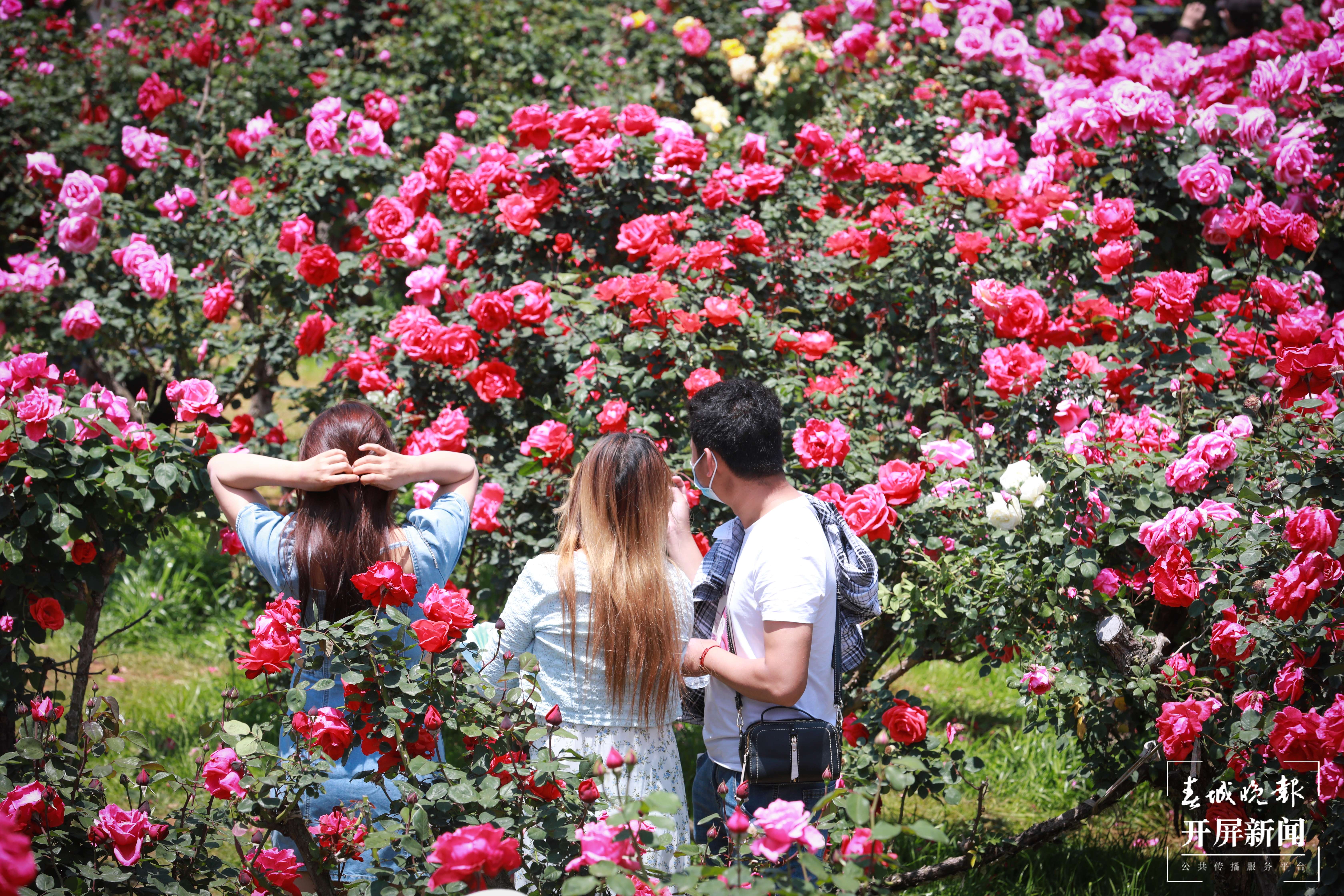 月季扮靓街头，昆明4月花开如海 龙宇丹 摄