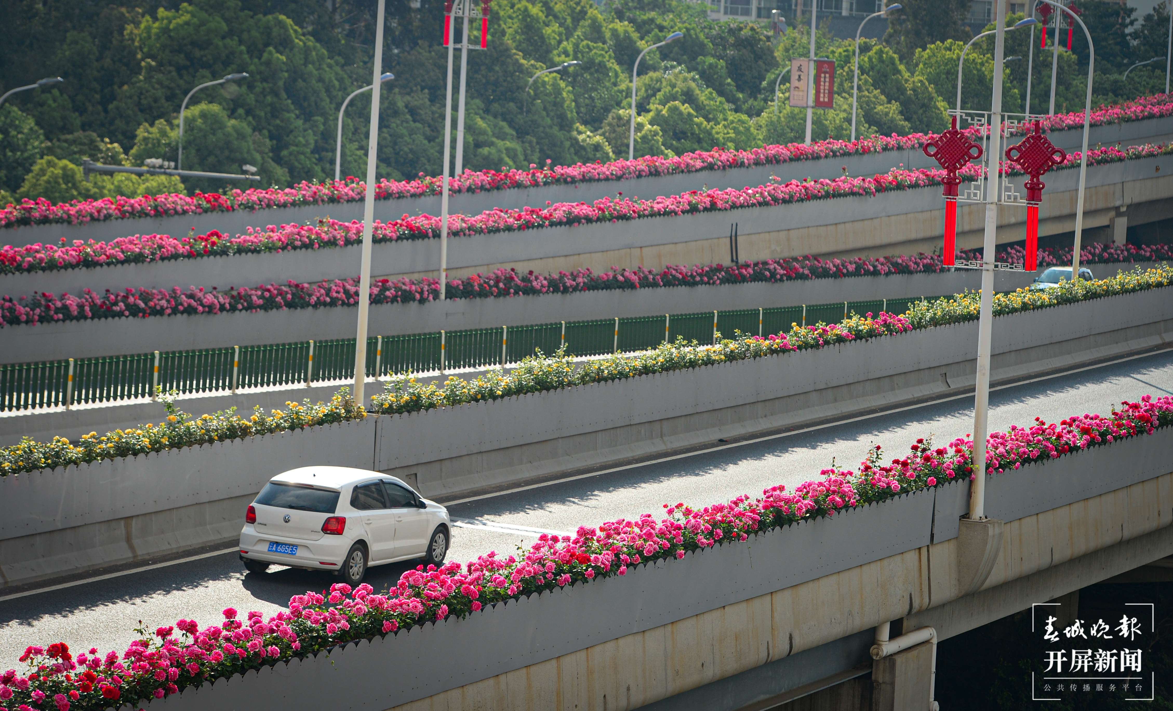 月季扮靓街头，昆明4月花开如海 龙宇丹 摄