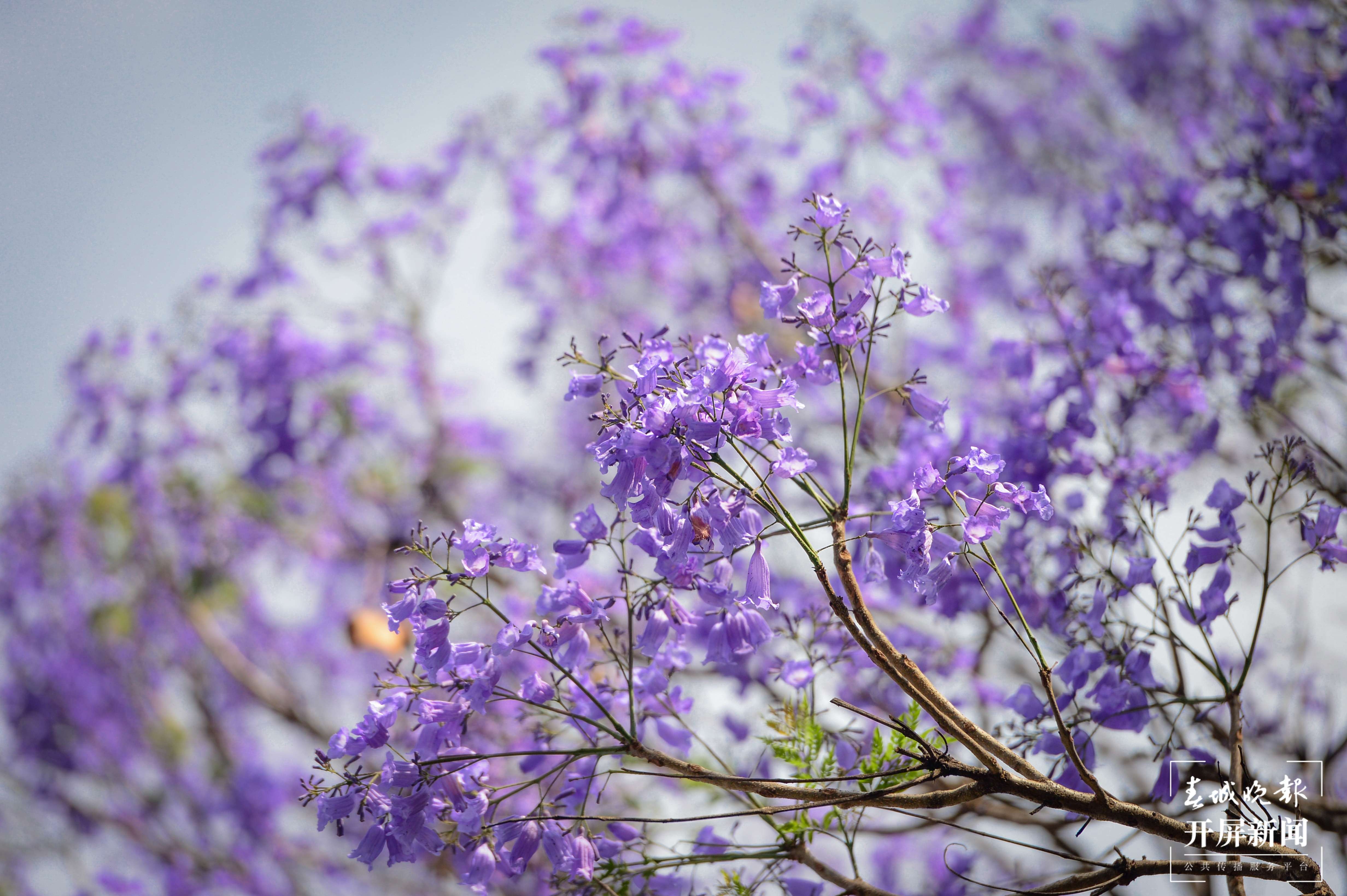 图集 | 蓝花楹盛开，迷醉春城 龙宇丹 摄