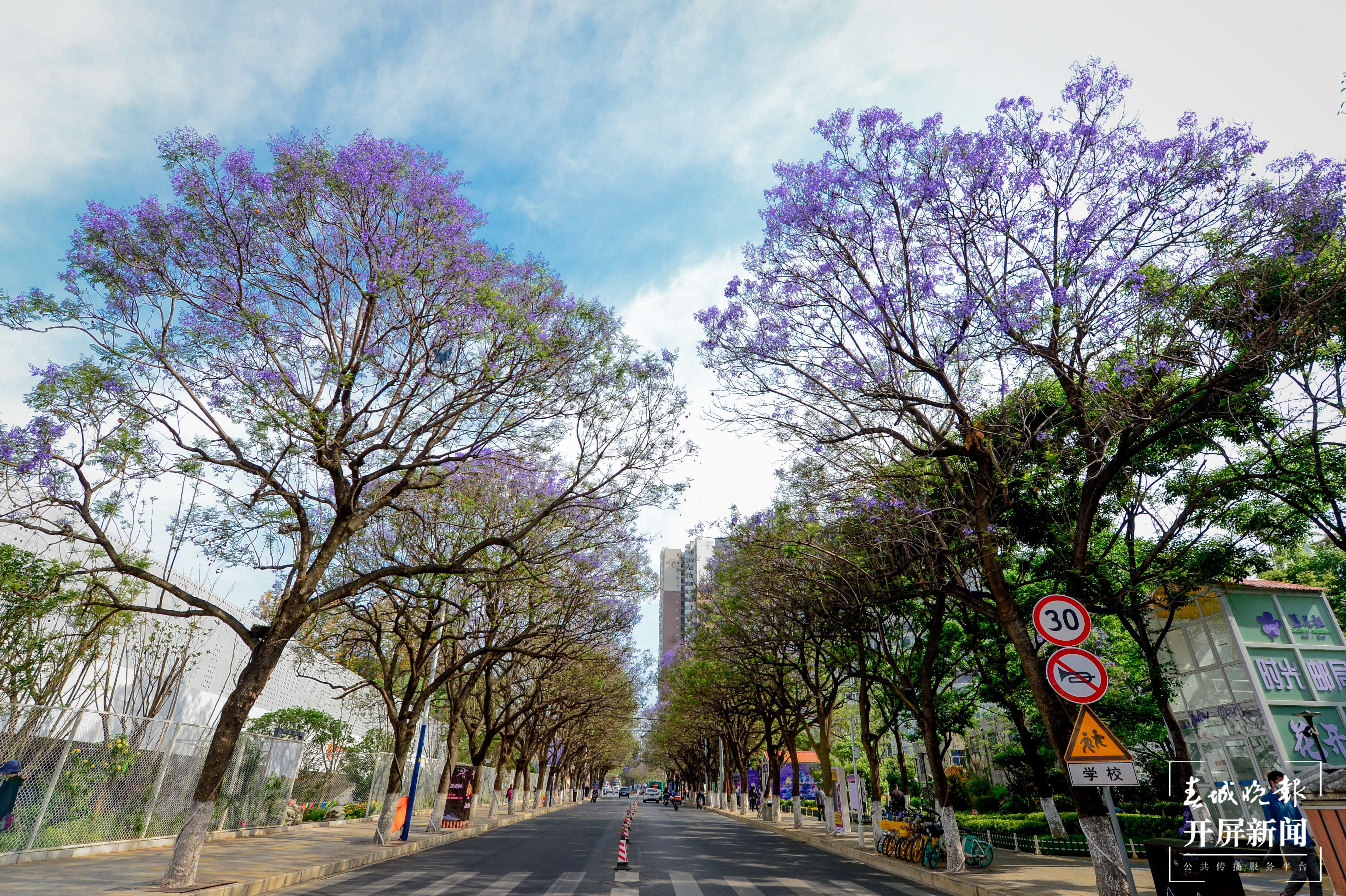 图集 | 蓝花楹盛开，迷醉春城 龙宇丹 摄