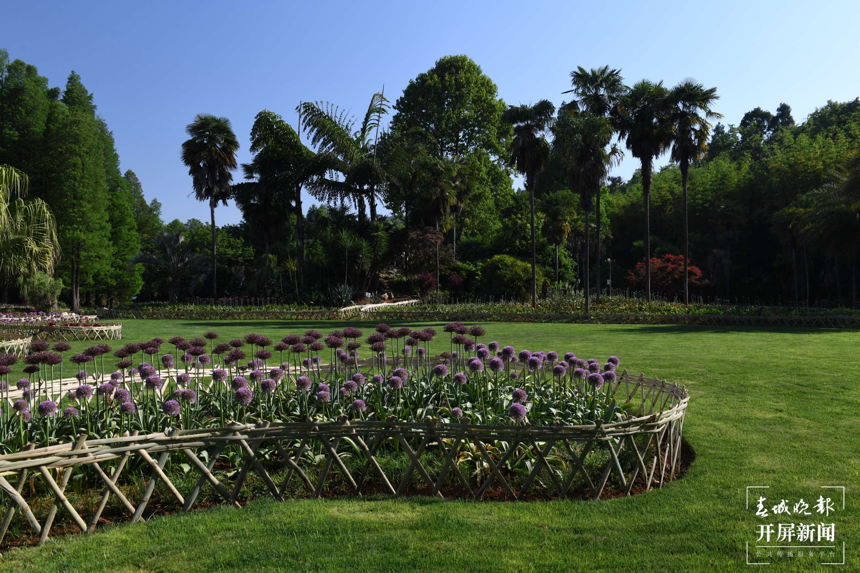 昆明植物园葱属植物文化艺术展即将开启 20个品种5000株葱花等你来（通讯员 陈智发 摄）