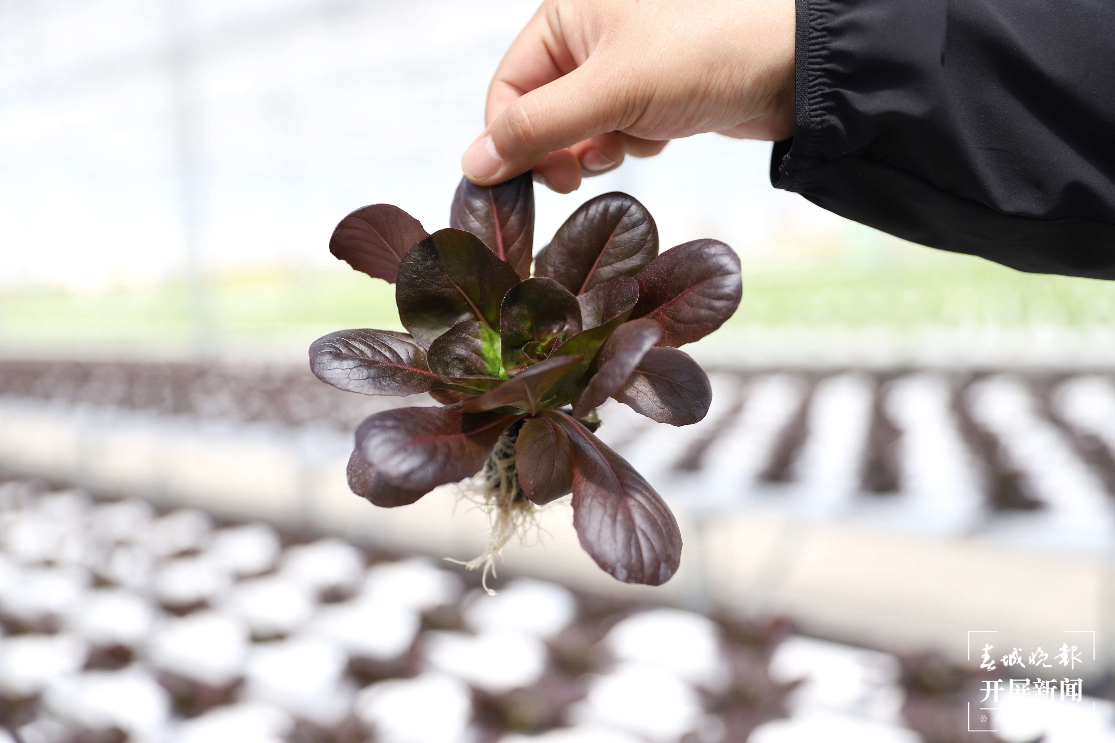 【云报全媒体走进曲靖】“蔬菜花”成“香饽饽”，会泽万亩蔬菜托起群众致富梦