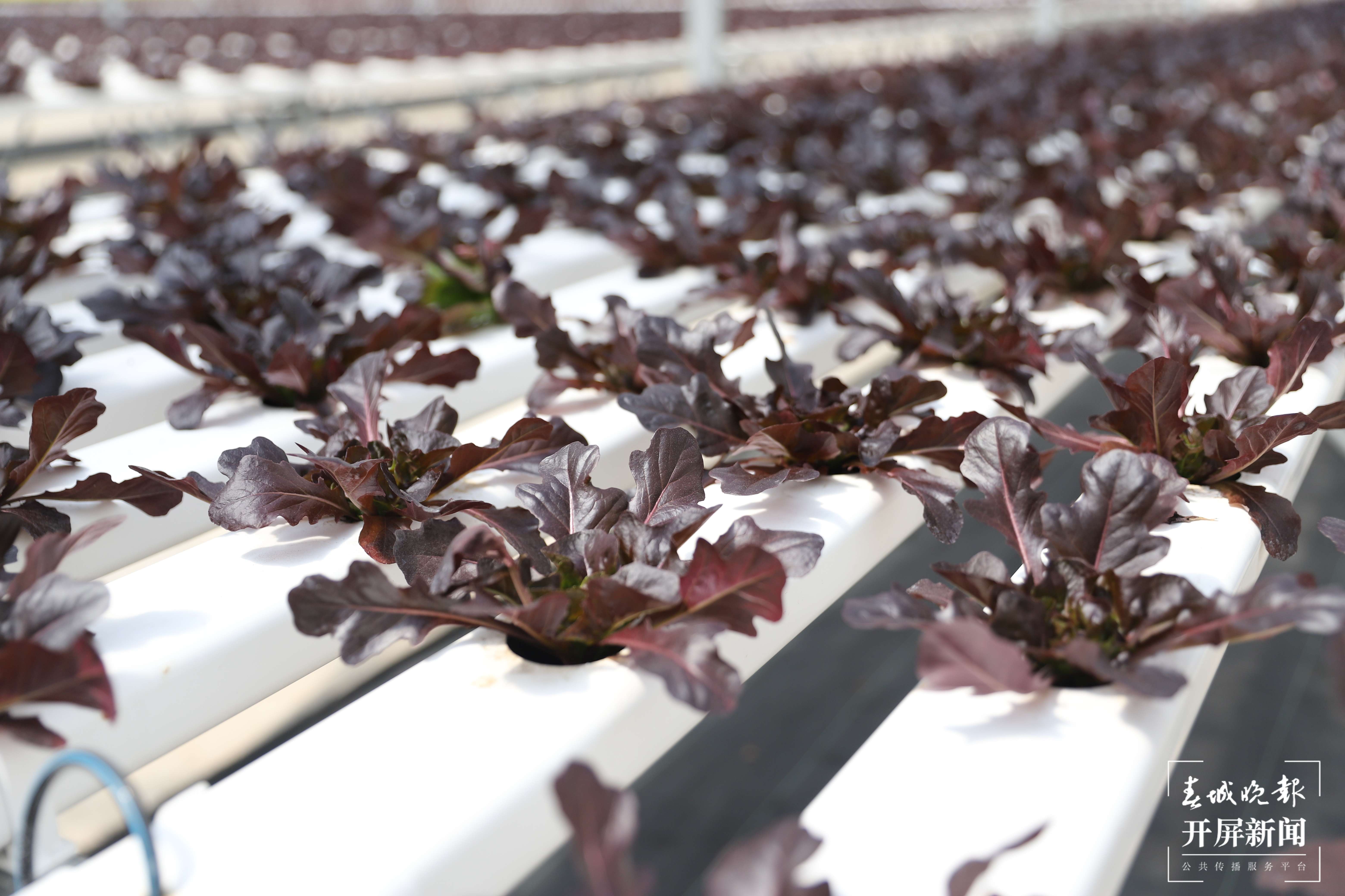 【云报全媒体走进曲靖】“蔬菜花”成“香饽饽”，会泽万亩蔬菜托起群众致富梦