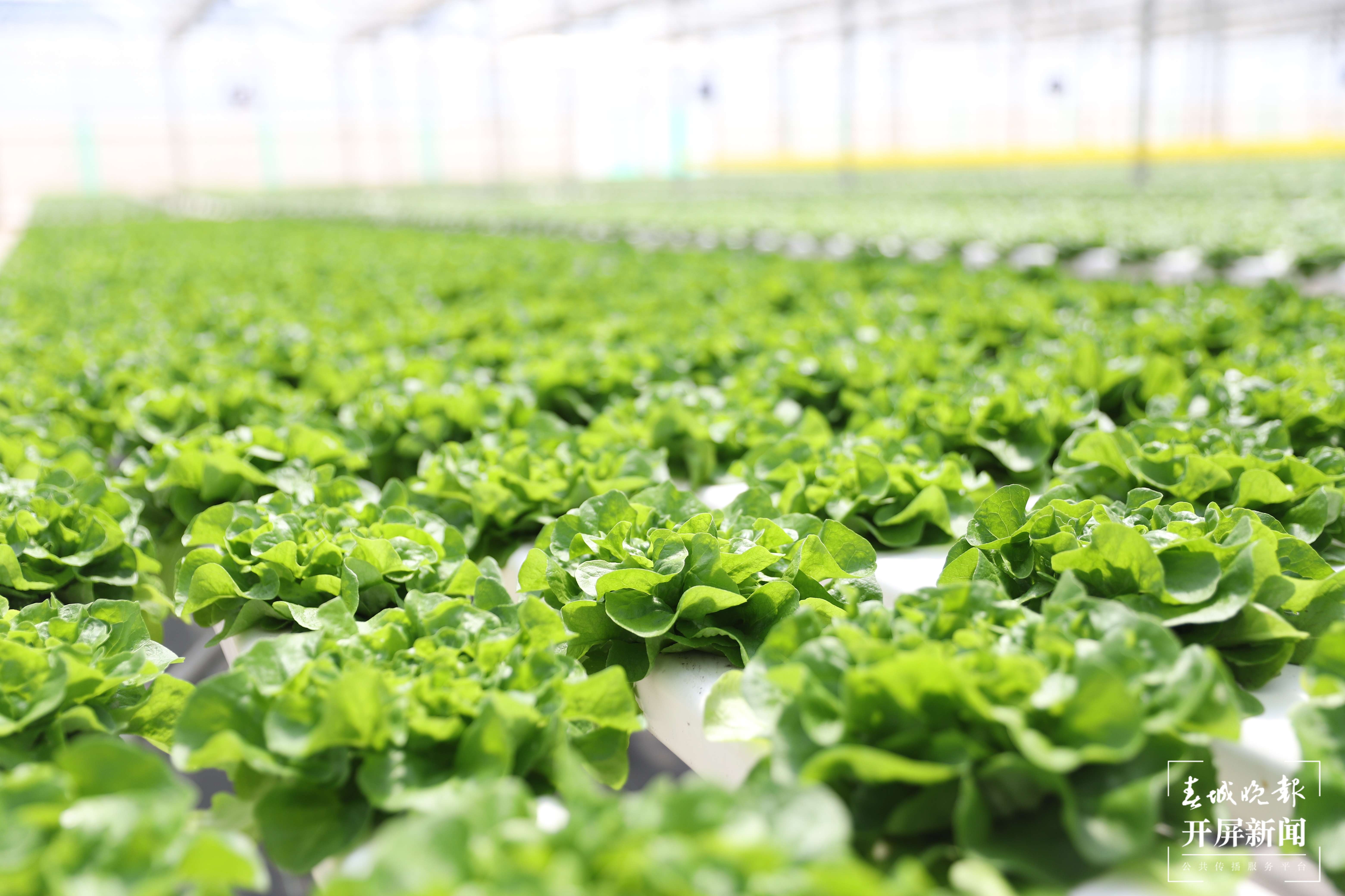 【云报全媒体走进曲靖】“蔬菜花”成“香饽饽”，会泽万亩蔬菜托起群众致富梦