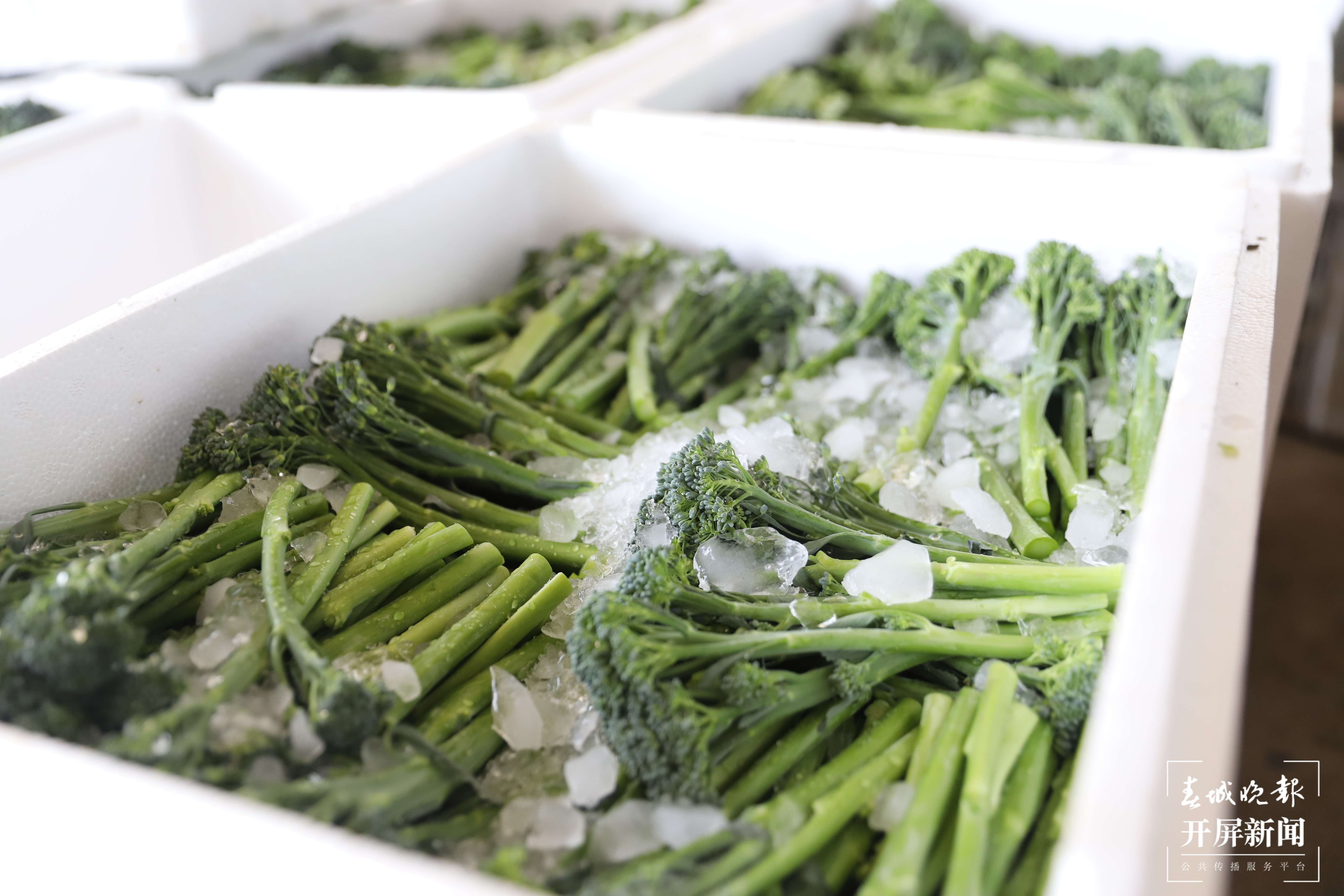 【云报全媒体走进曲靖】“蔬菜花”成“香饽饽”，会泽万亩蔬菜托起群众致富梦