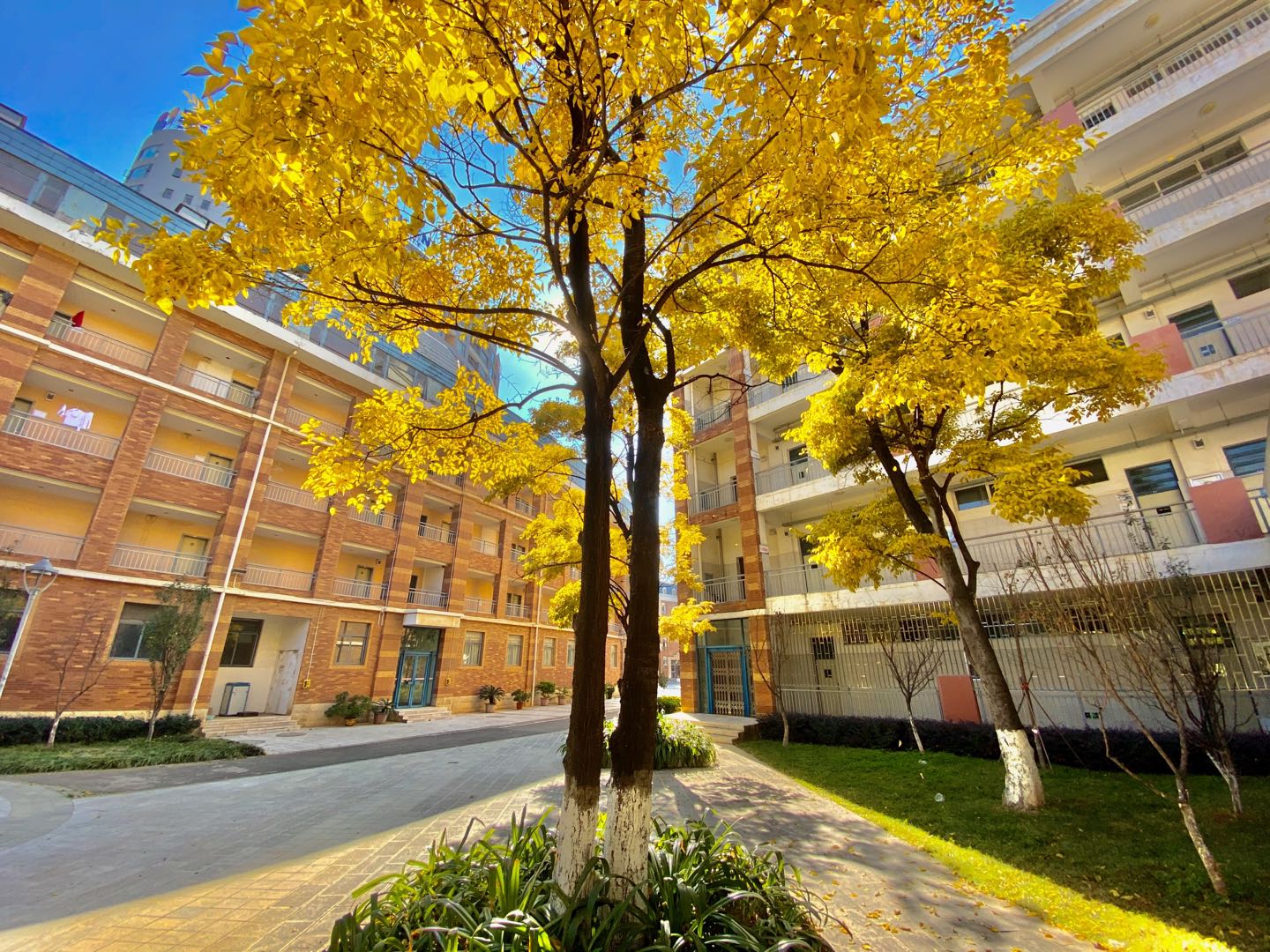 云南大学附属中学