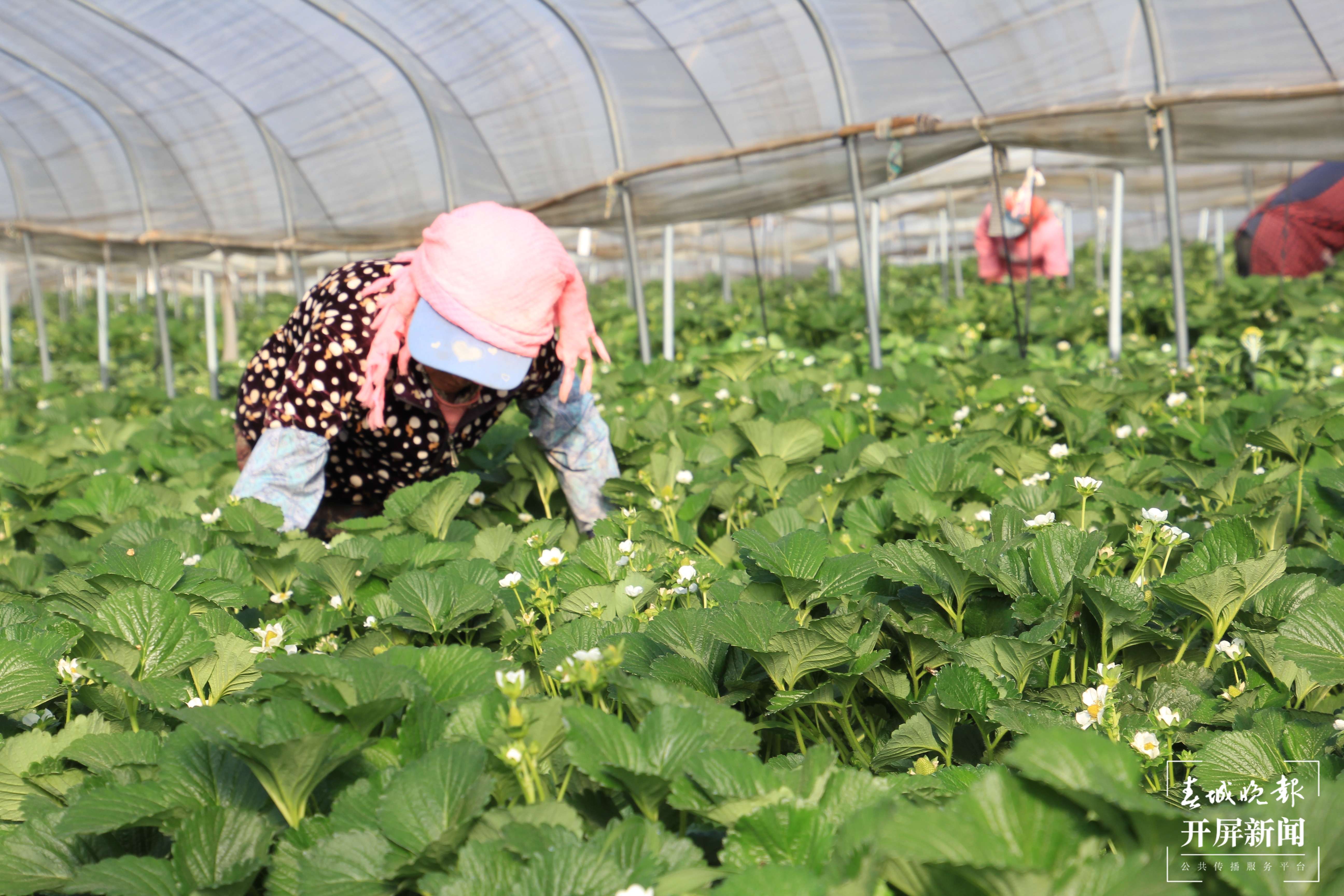 【云报全媒体走进曲靖】会泽：夏草莓大产业 点亮村民“莓”好生活