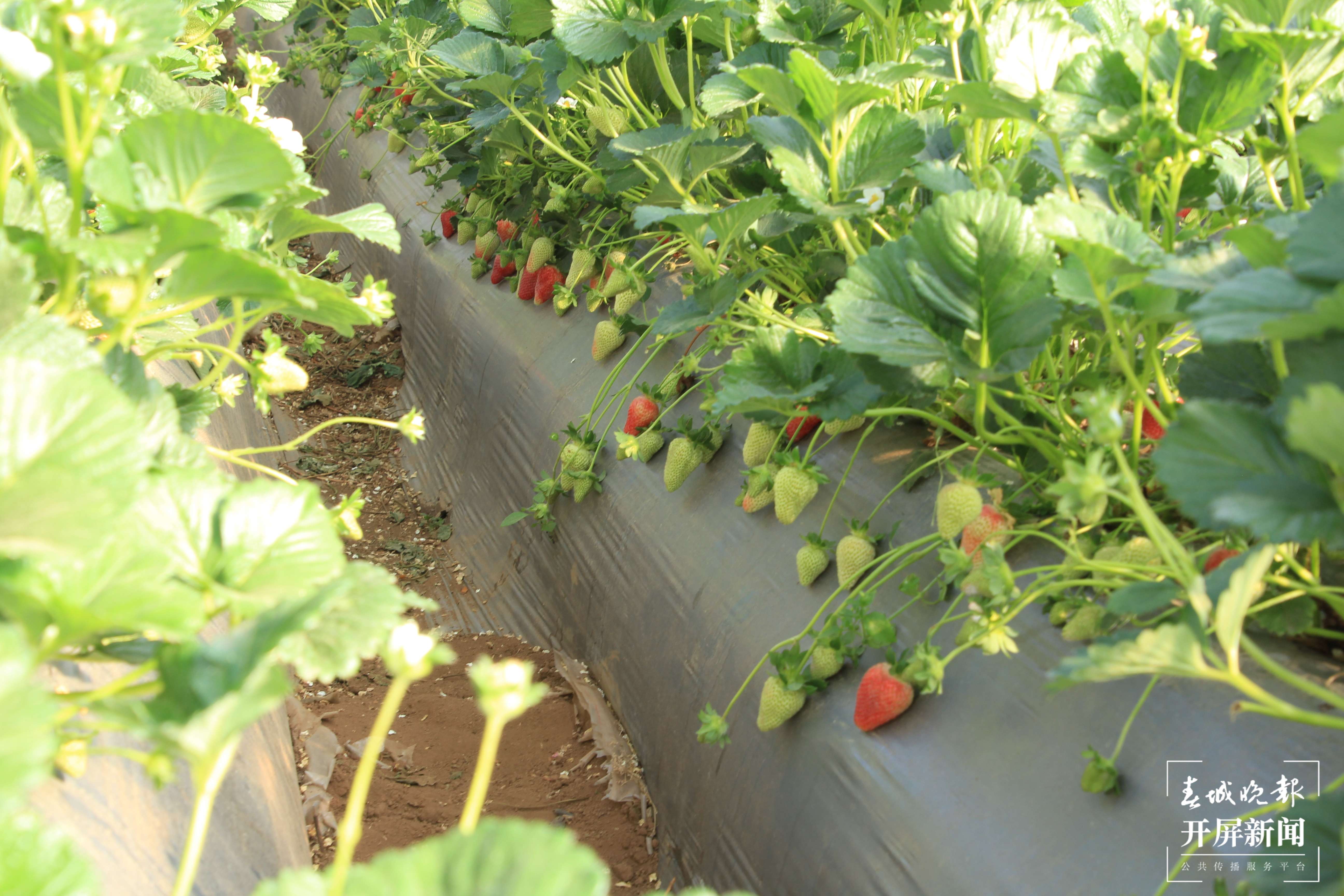 【云报全媒体走进曲靖】会泽：夏草莓大产业 点亮村民“莓”好生活
