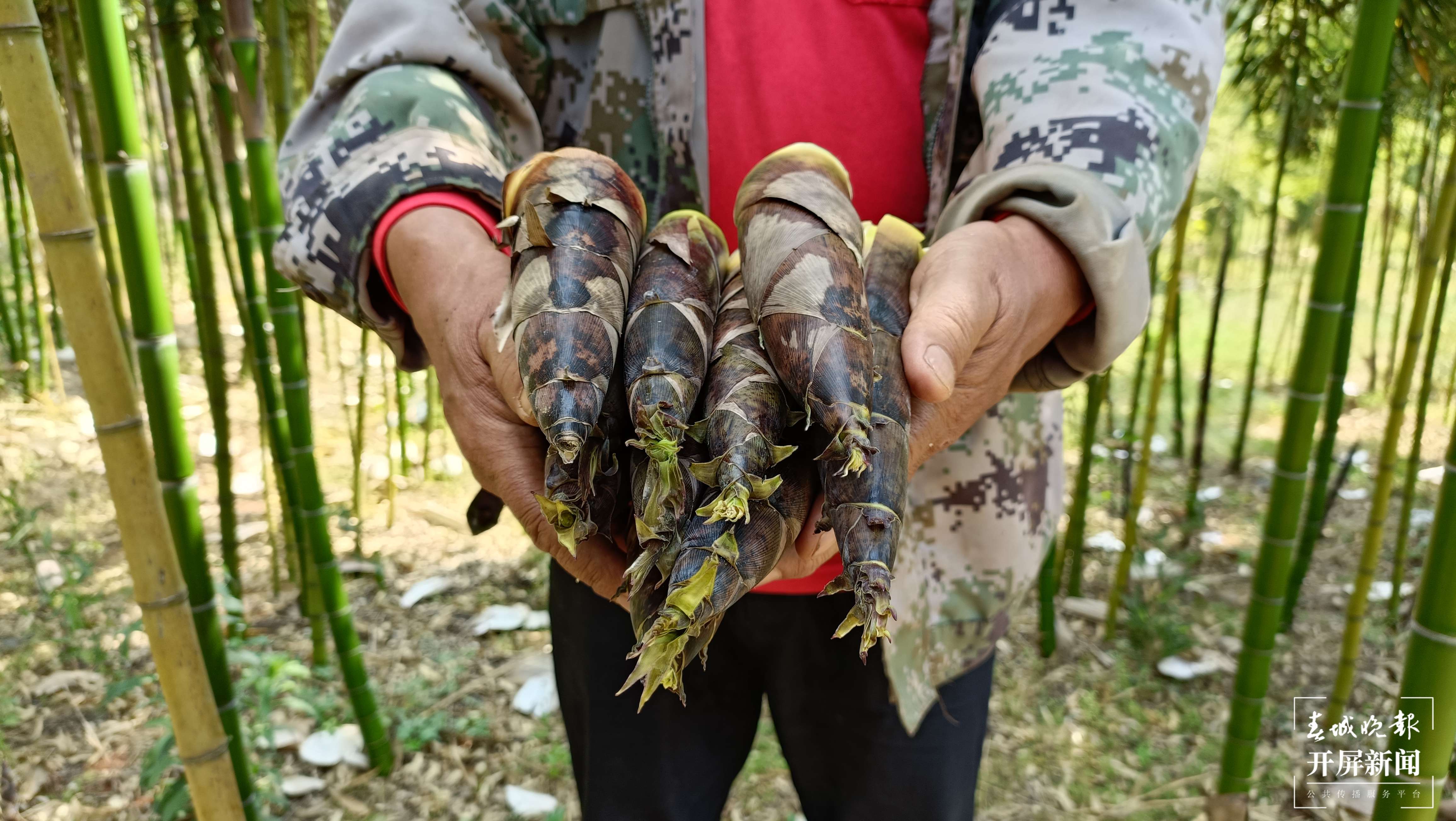 抓住春笋的“小尾巴”！到玉溪大石板挖竹笋喽（开屏新闻记者 李春丽 摄）
