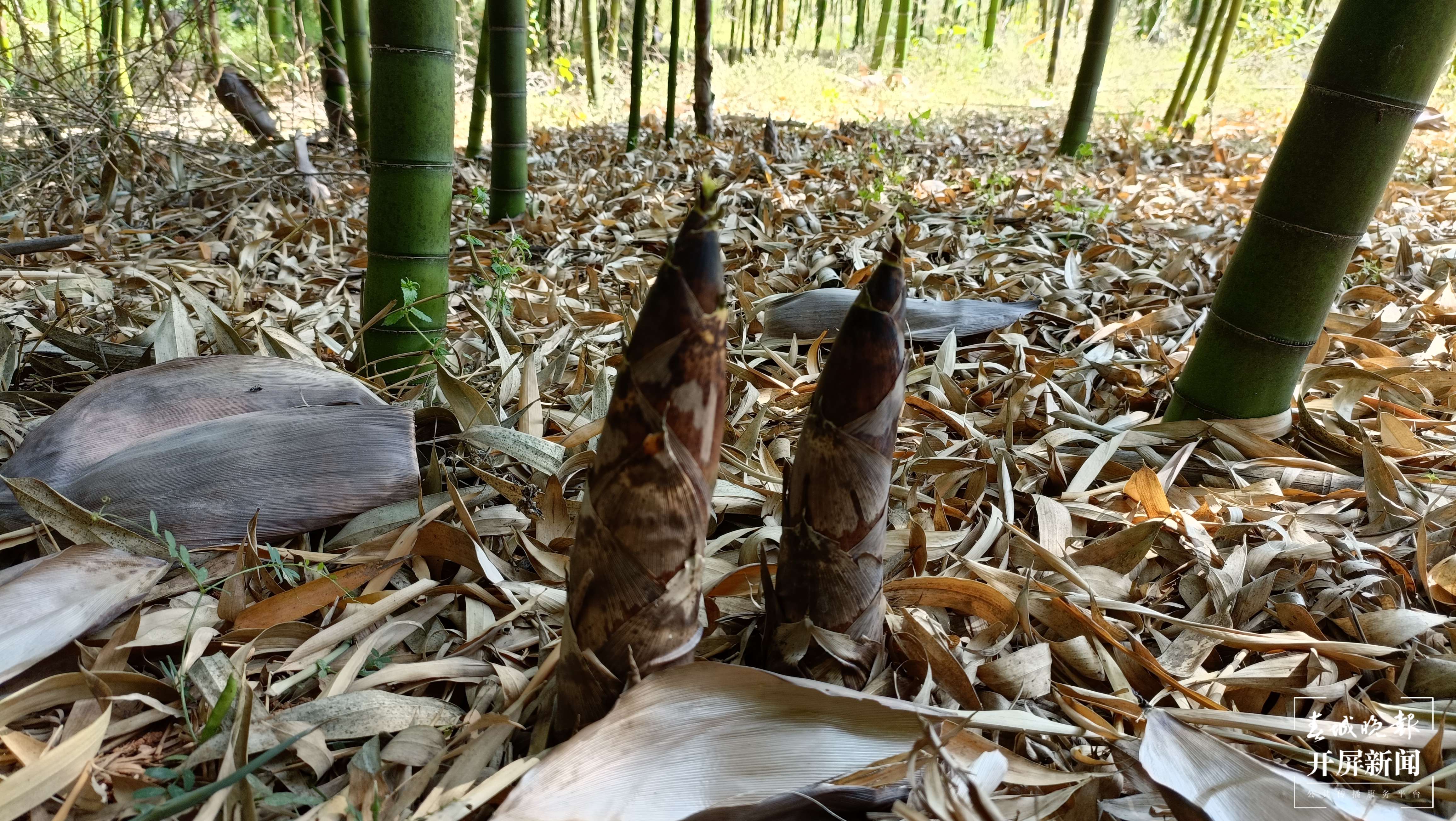 抓住春笋的“小尾巴”！到玉溪大石板挖竹笋喽（开屏新闻记者 李春丽 摄）