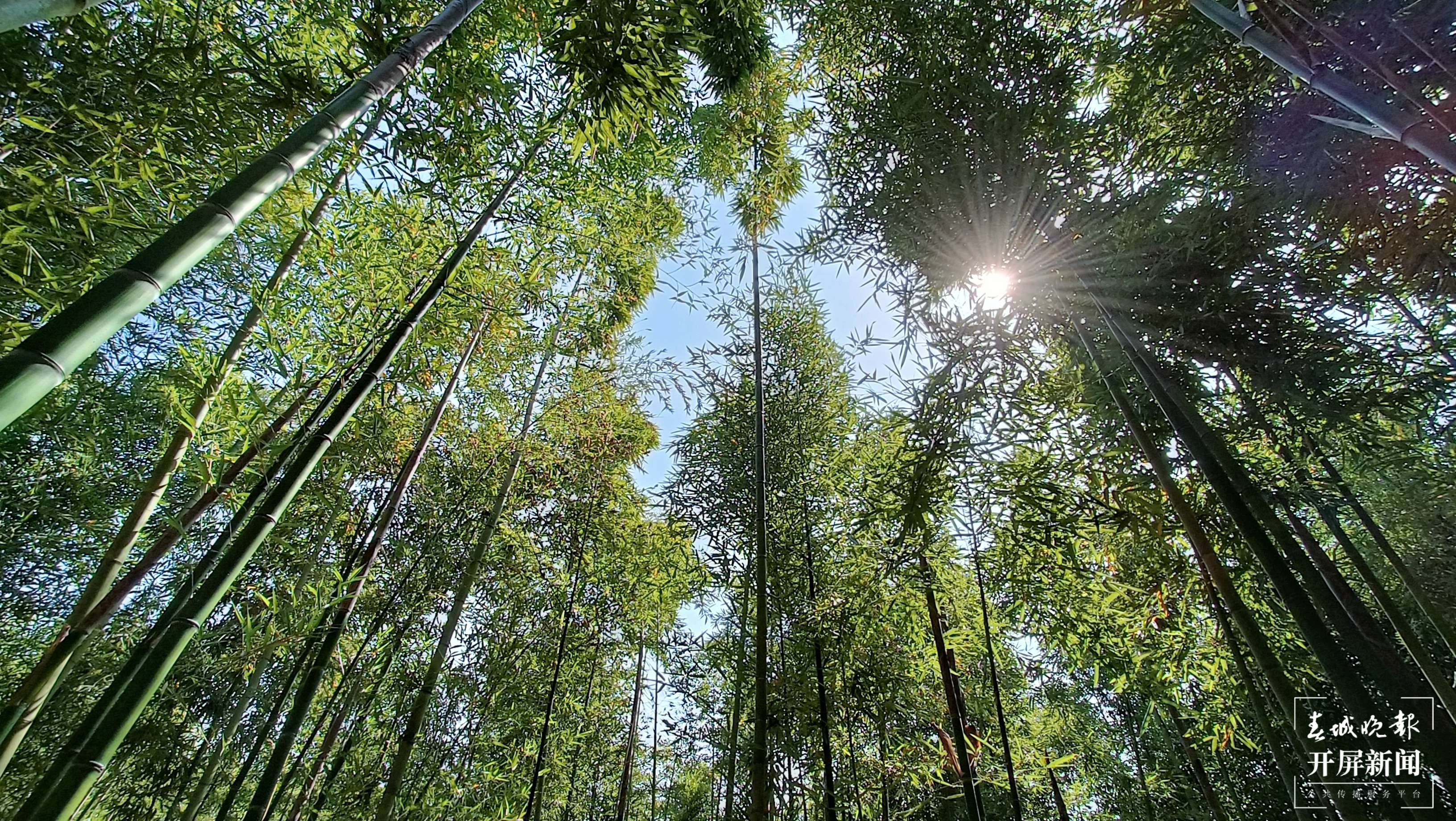 抓住春笋的“小尾巴”！到玉溪大石板挖竹笋喽（开屏新闻记者 李春丽 摄）