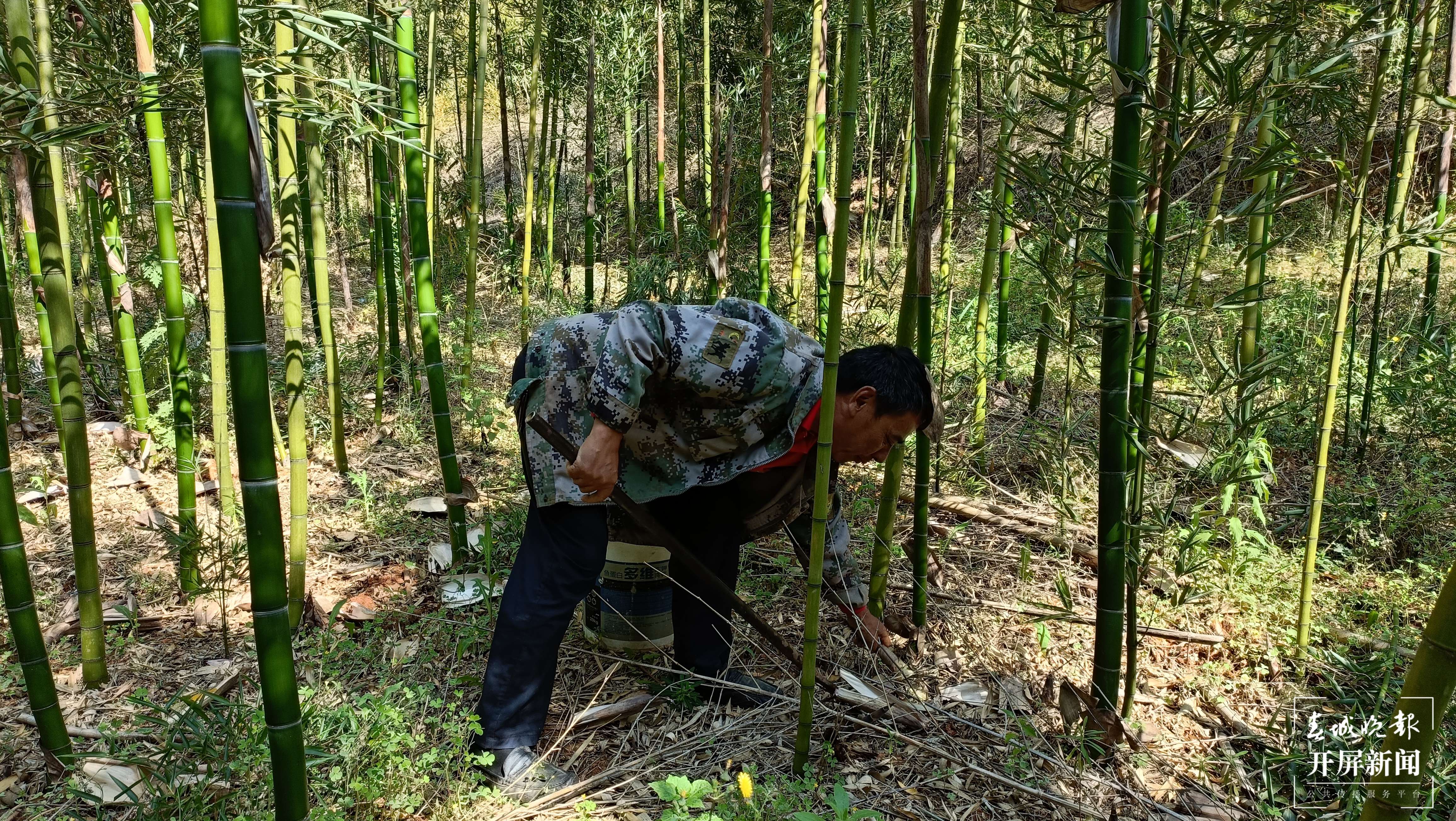 抓住春笋的“小尾巴”！到玉溪大石板挖竹笋喽（开屏新闻记者 李春丽 摄）
