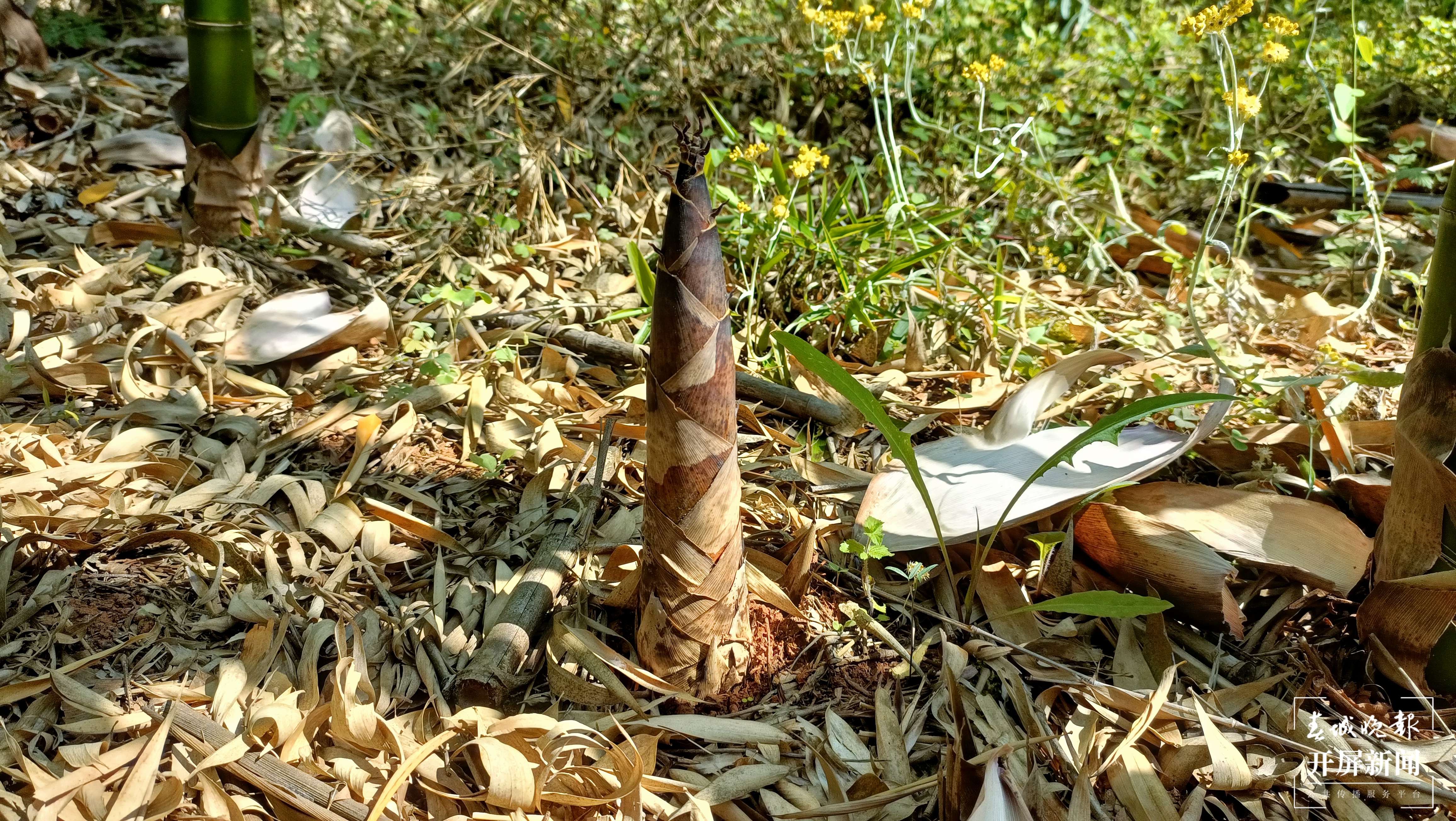 抓住春笋的“小尾巴”！到玉溪大石板挖竹笋喽（开屏新闻记者 李春丽 摄）