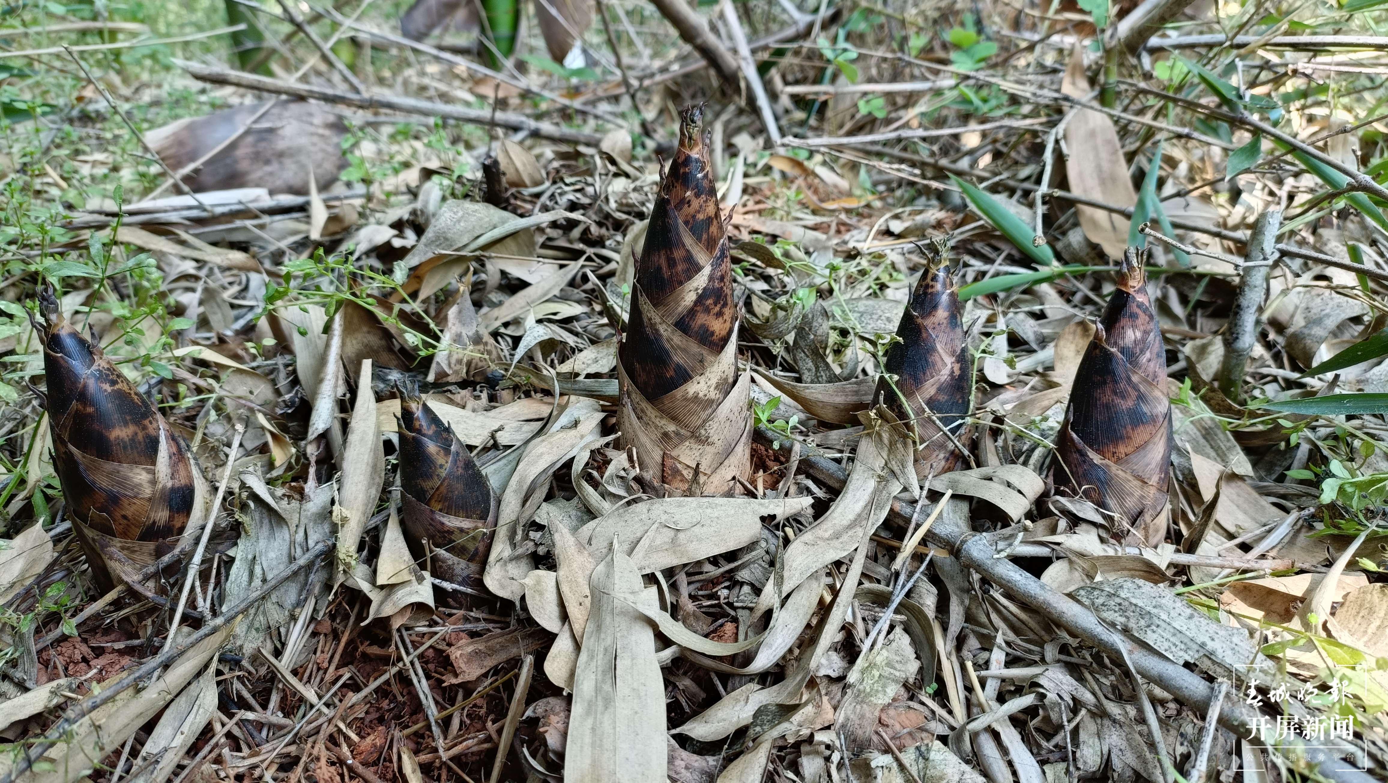 抓住春笋的“小尾巴”！到玉溪大石板挖竹笋喽（开屏新闻记者 李春丽 摄）