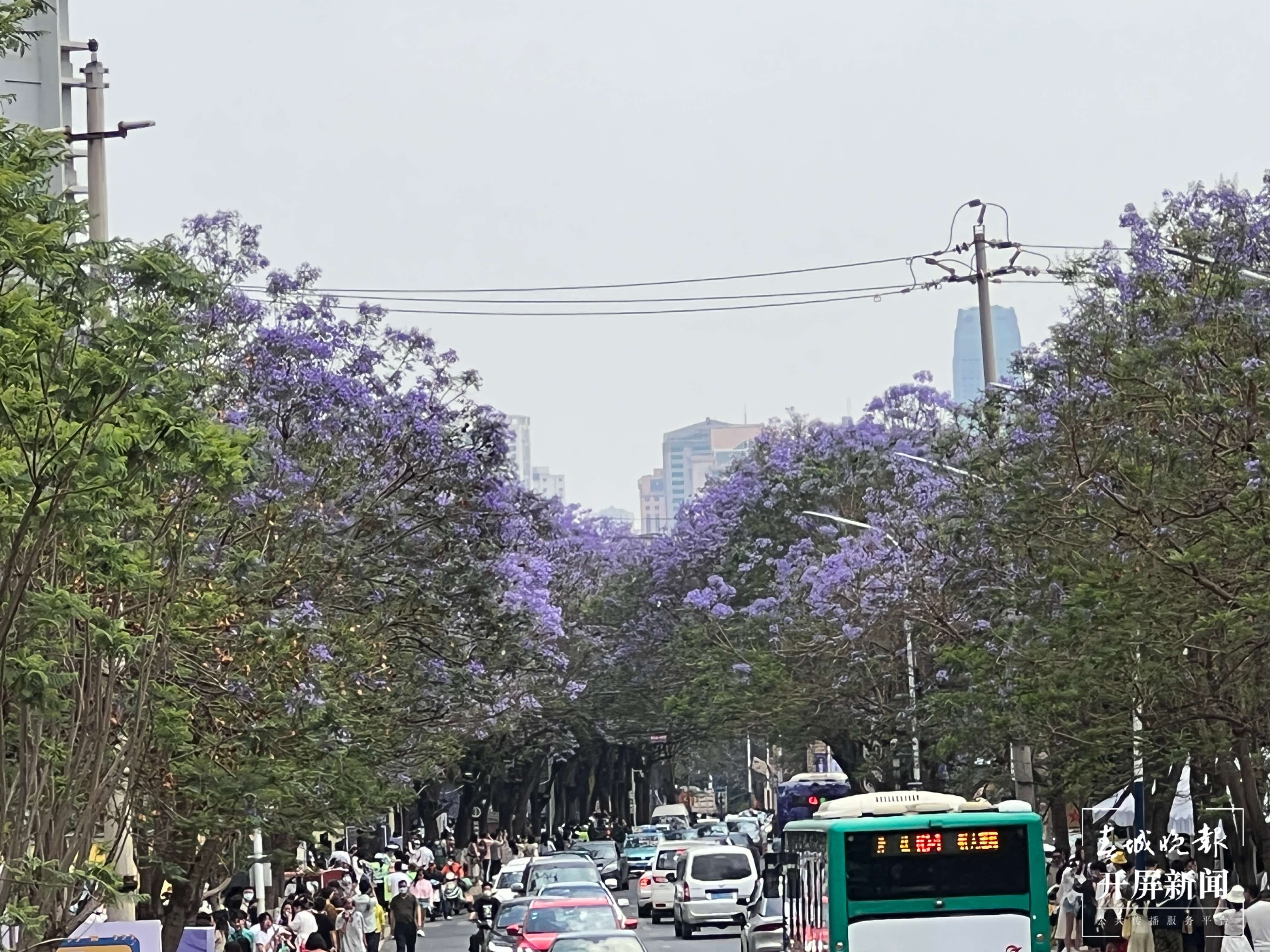 第四届蓝花楹文化艺术节&消费季来啦（开屏新闻记者 杨质高 摄）