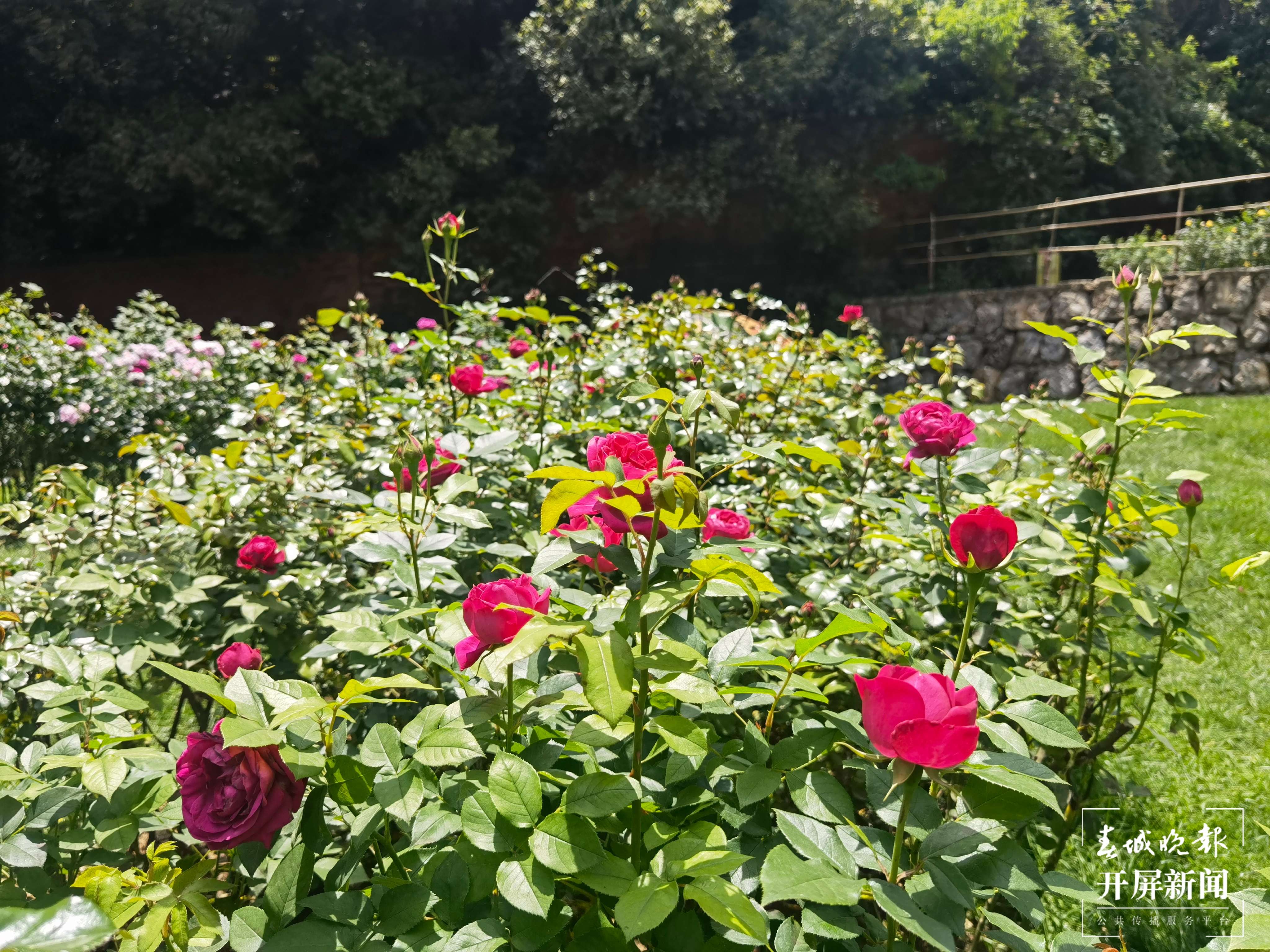 昆明盘龙区的网红玫瑰花墙“上线”啦！就等你来~（开屏新闻记者 孙琴霞 摄）