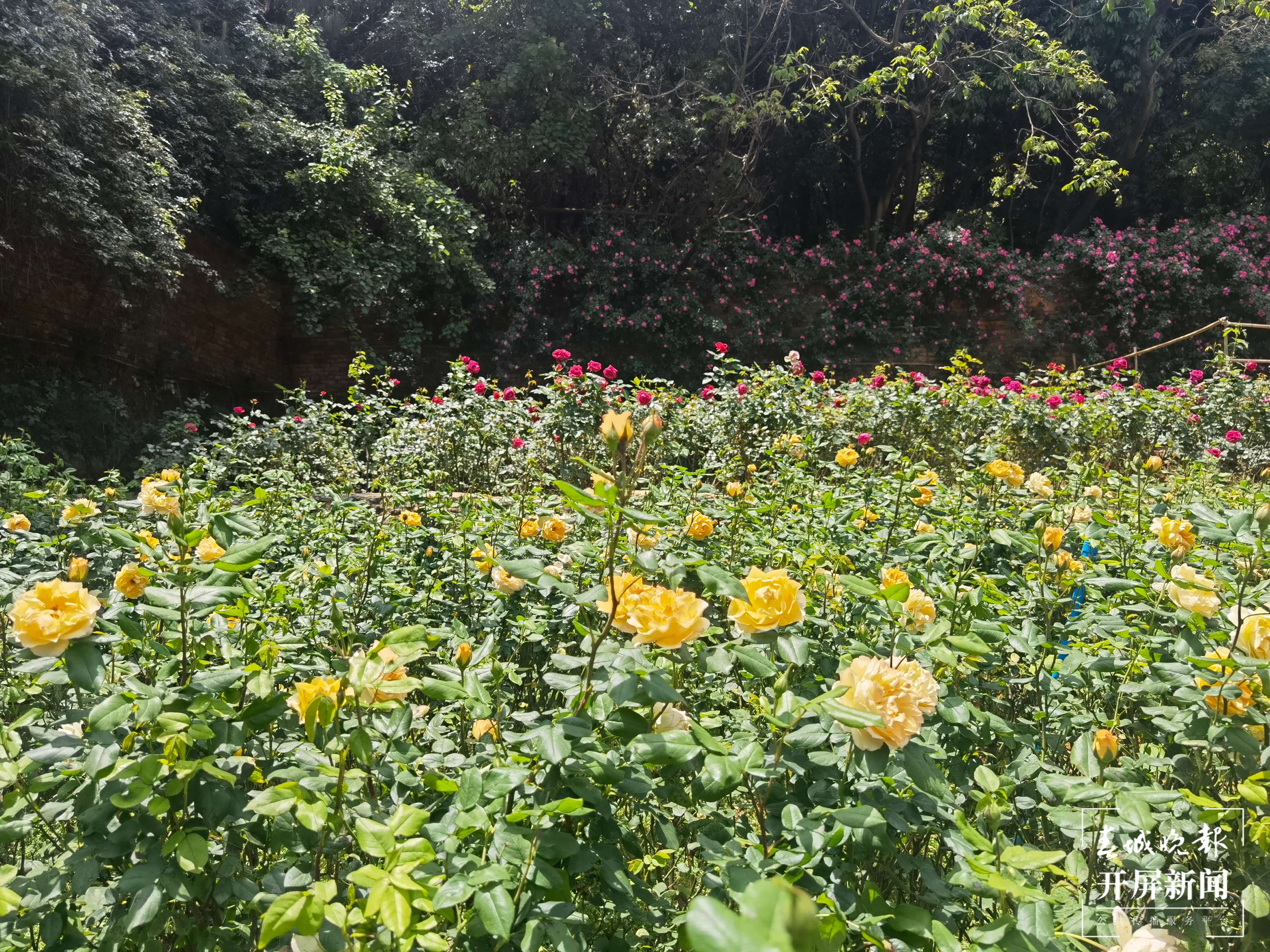 昆明盘龙区的网红玫瑰花墙“上线”啦！就等你来~（开屏新闻记者 孙琴霞 摄）