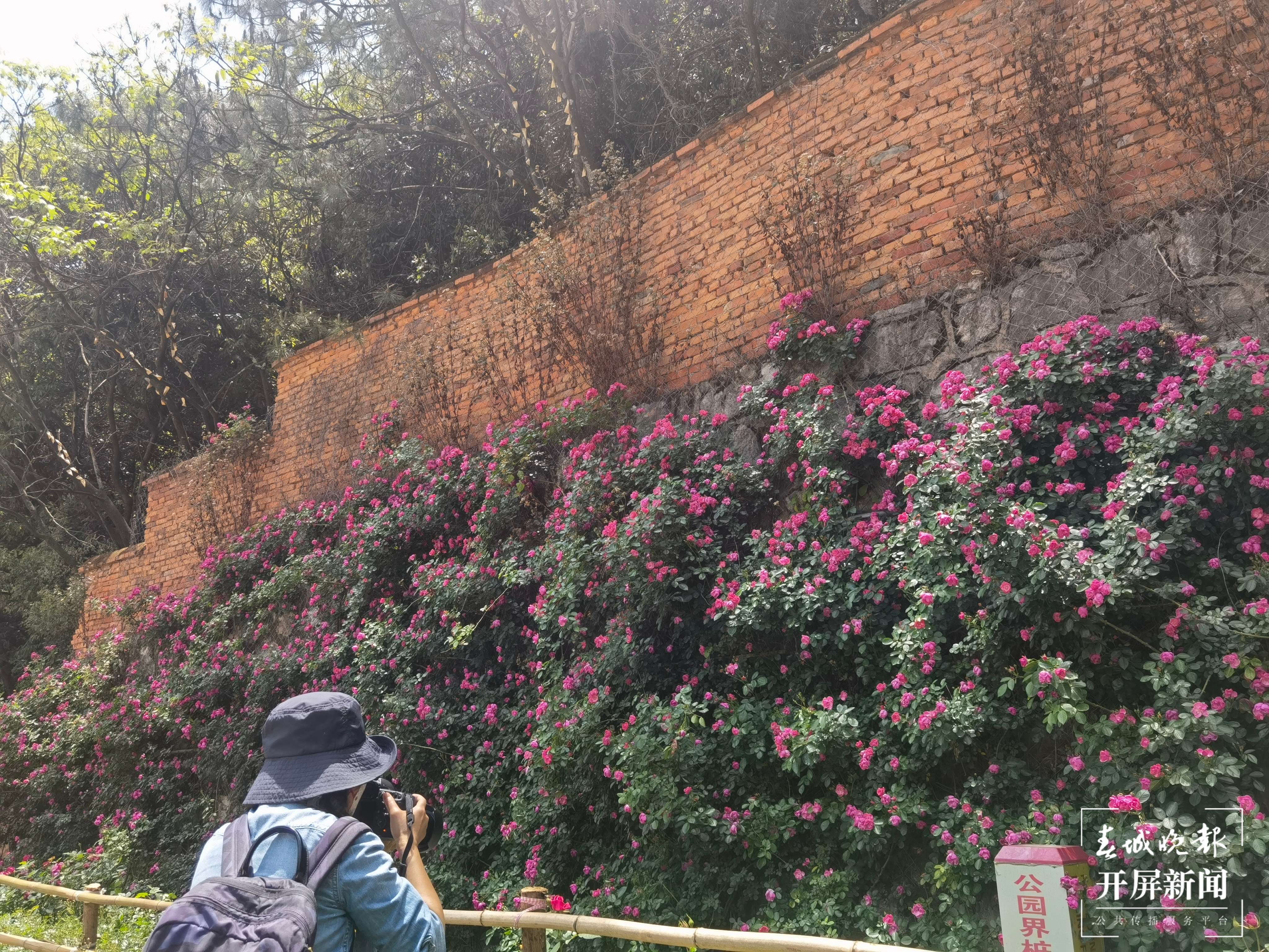 昆明盘龙区的网红玫瑰花墙“上线”啦！就等你来~（开屏新闻记者 孙琴霞 摄）
