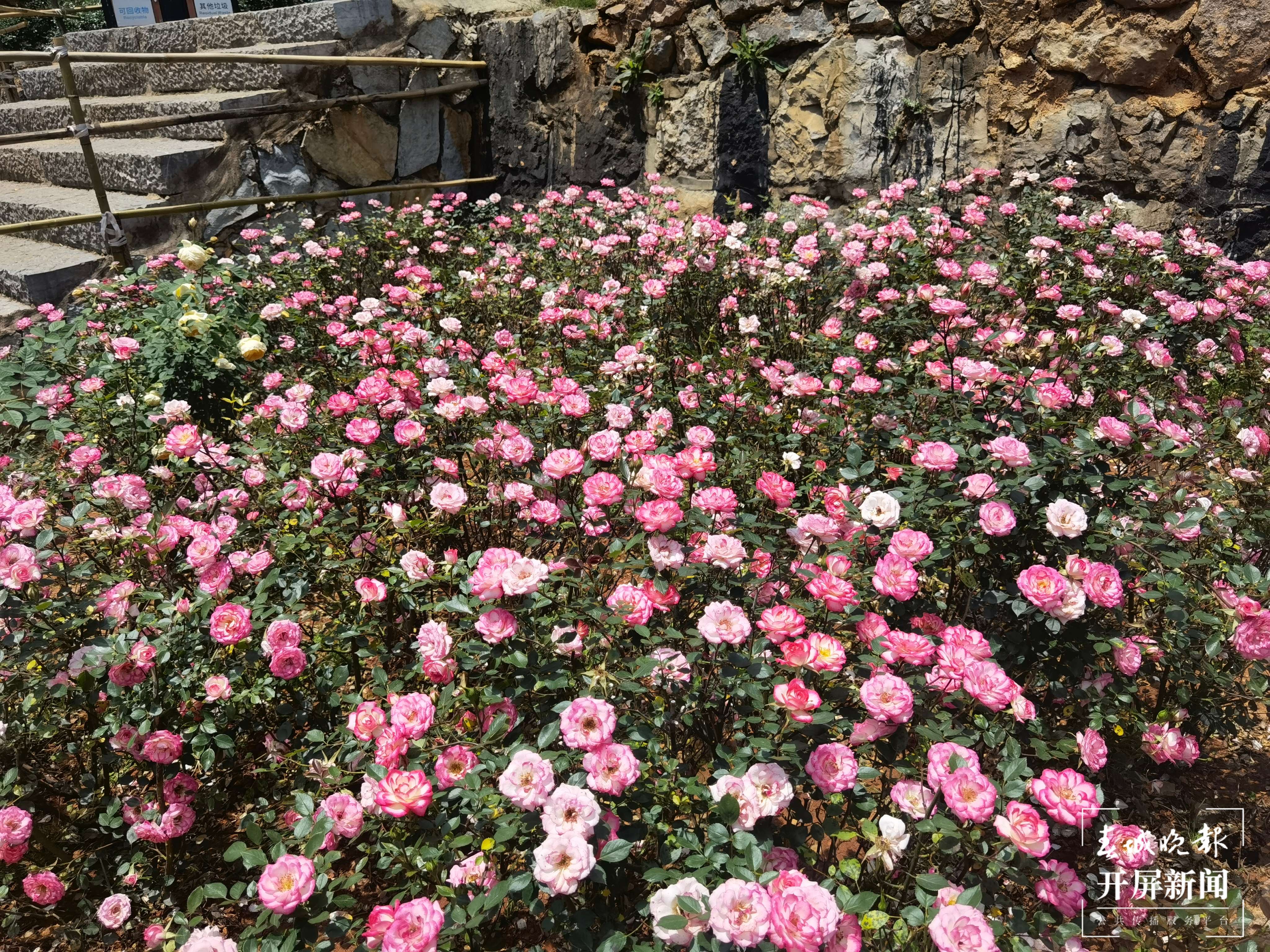 昆明盘龙区的网红玫瑰花墙“上线”啦！就等你来~（开屏新闻记者 孙琴霞 摄）