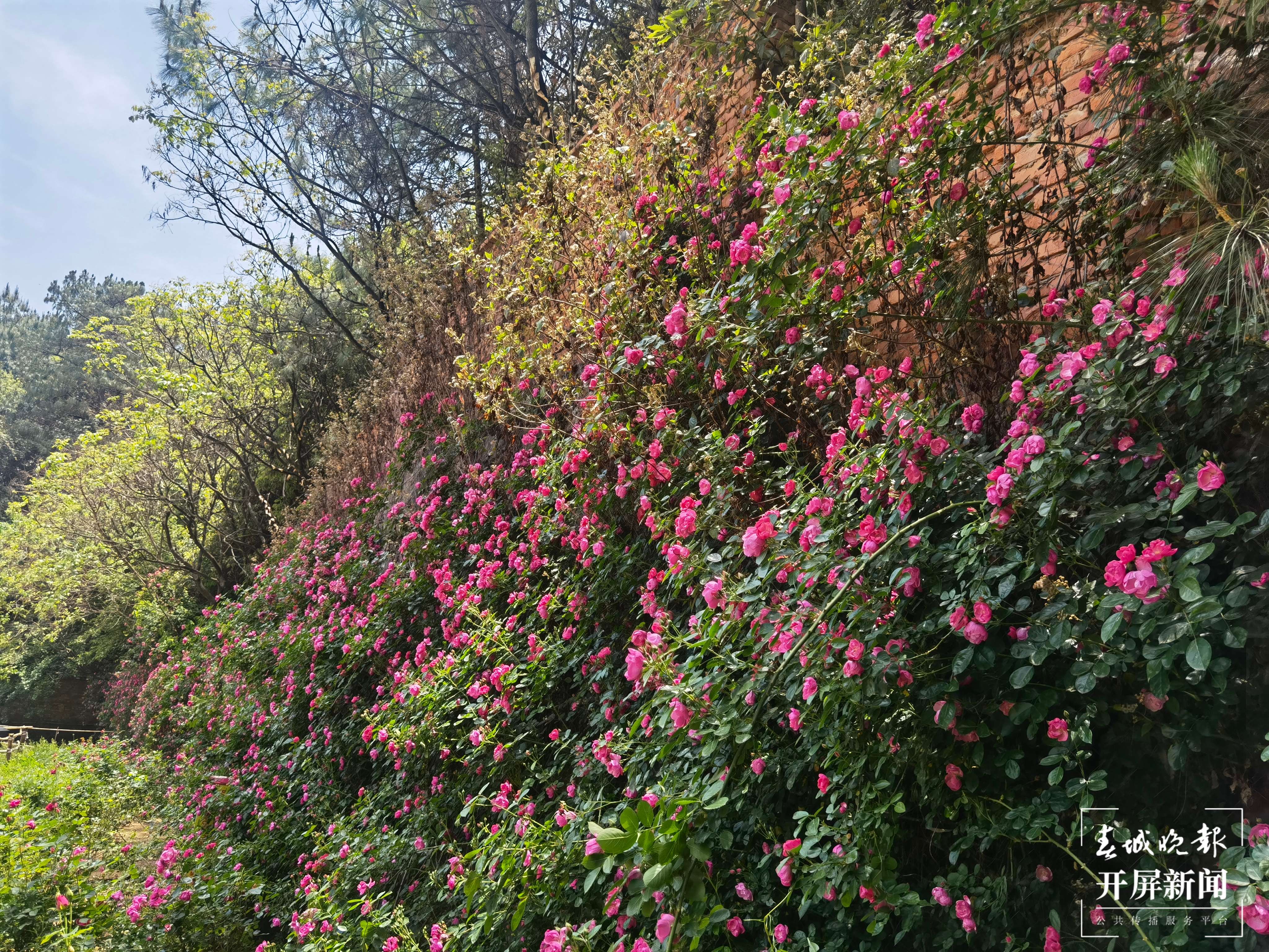 昆明盘龙区的网红玫瑰花墙“上线”啦！就等你来~（开屏新闻记者 孙琴霞 摄）