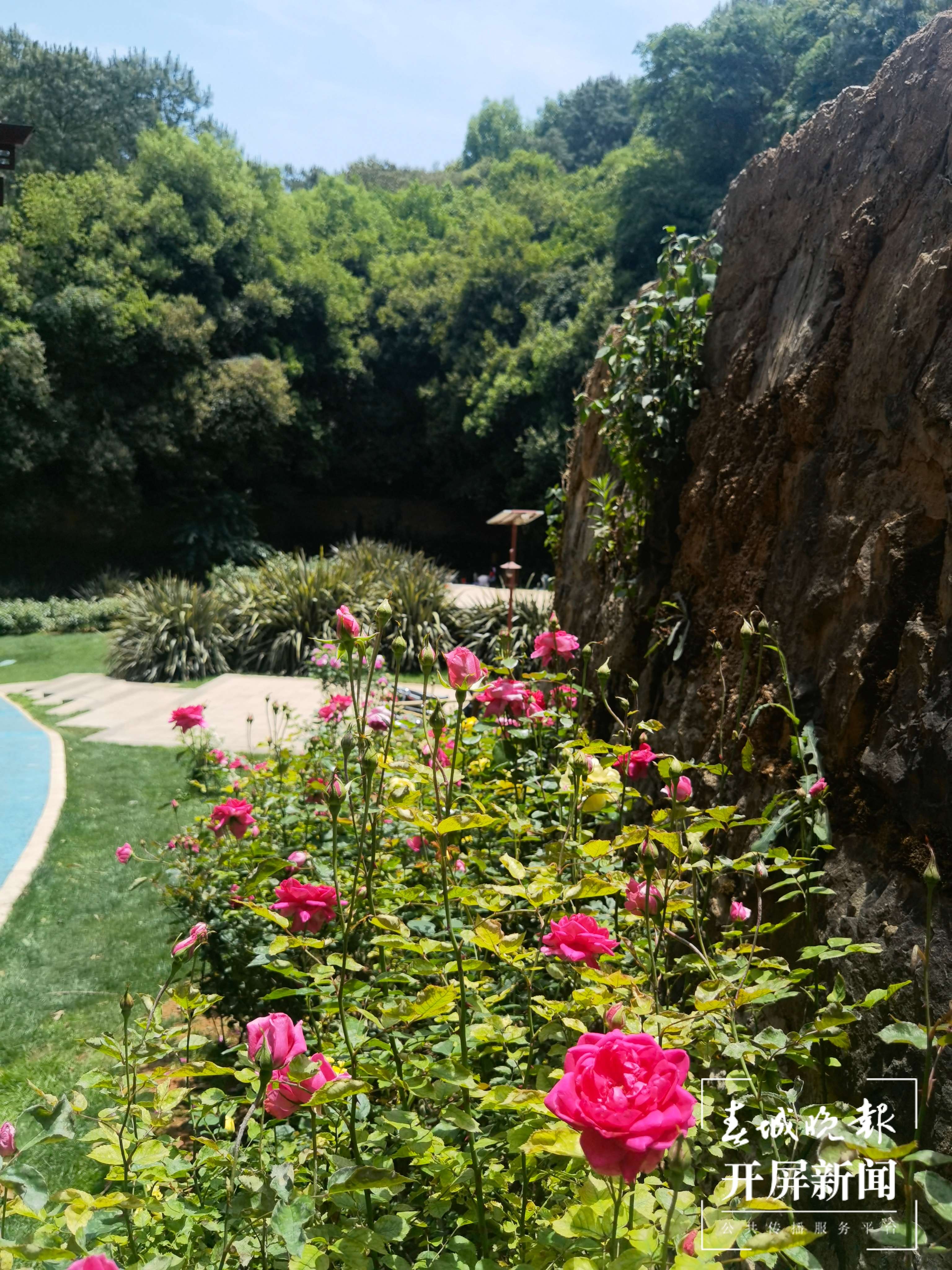 昆明盘龙区的网红玫瑰花墙“上线”啦！就等你来~（开屏新闻记者 孙琴霞 摄）