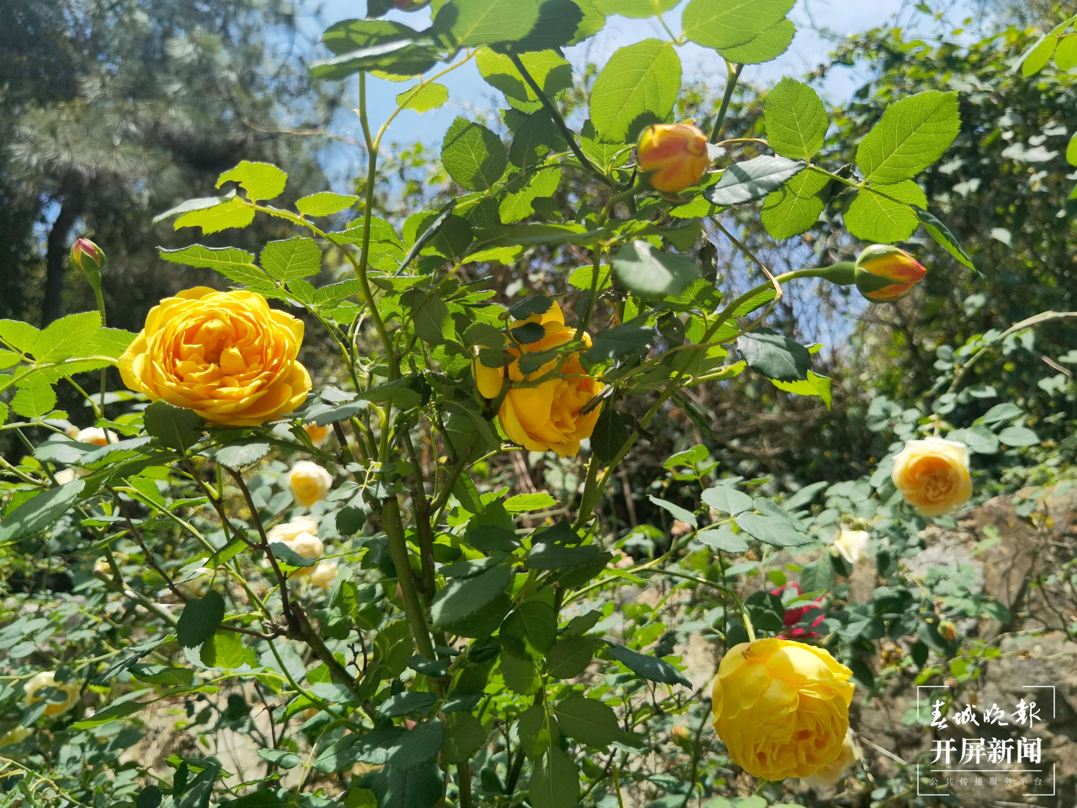 昆明盘龙区的网红玫瑰花墙“上线”啦！就等你来~（开屏新闻记者 孙琴霞 摄）