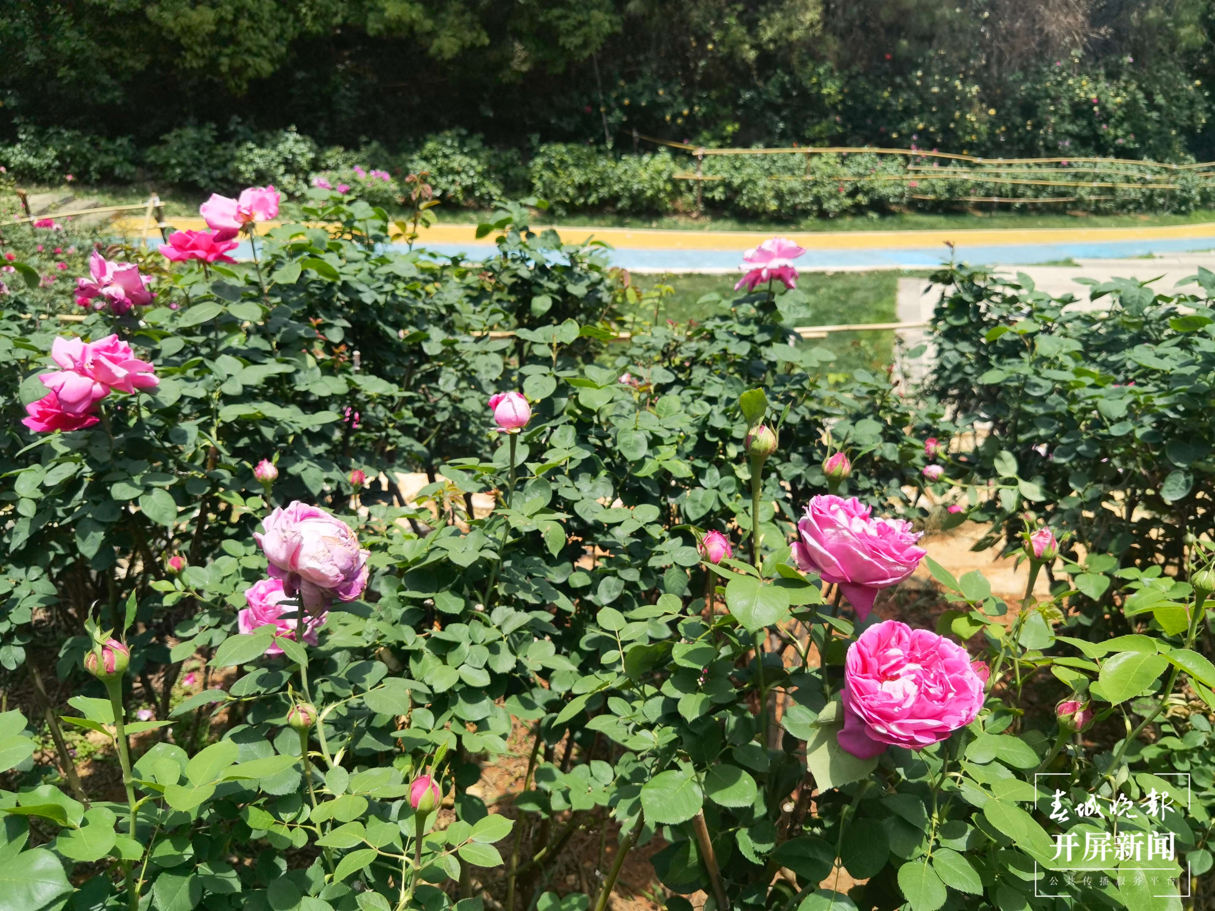 昆明盘龙区的网红玫瑰花墙“上线”啦！就等你来~（开屏新闻记者 孙琴霞 摄）