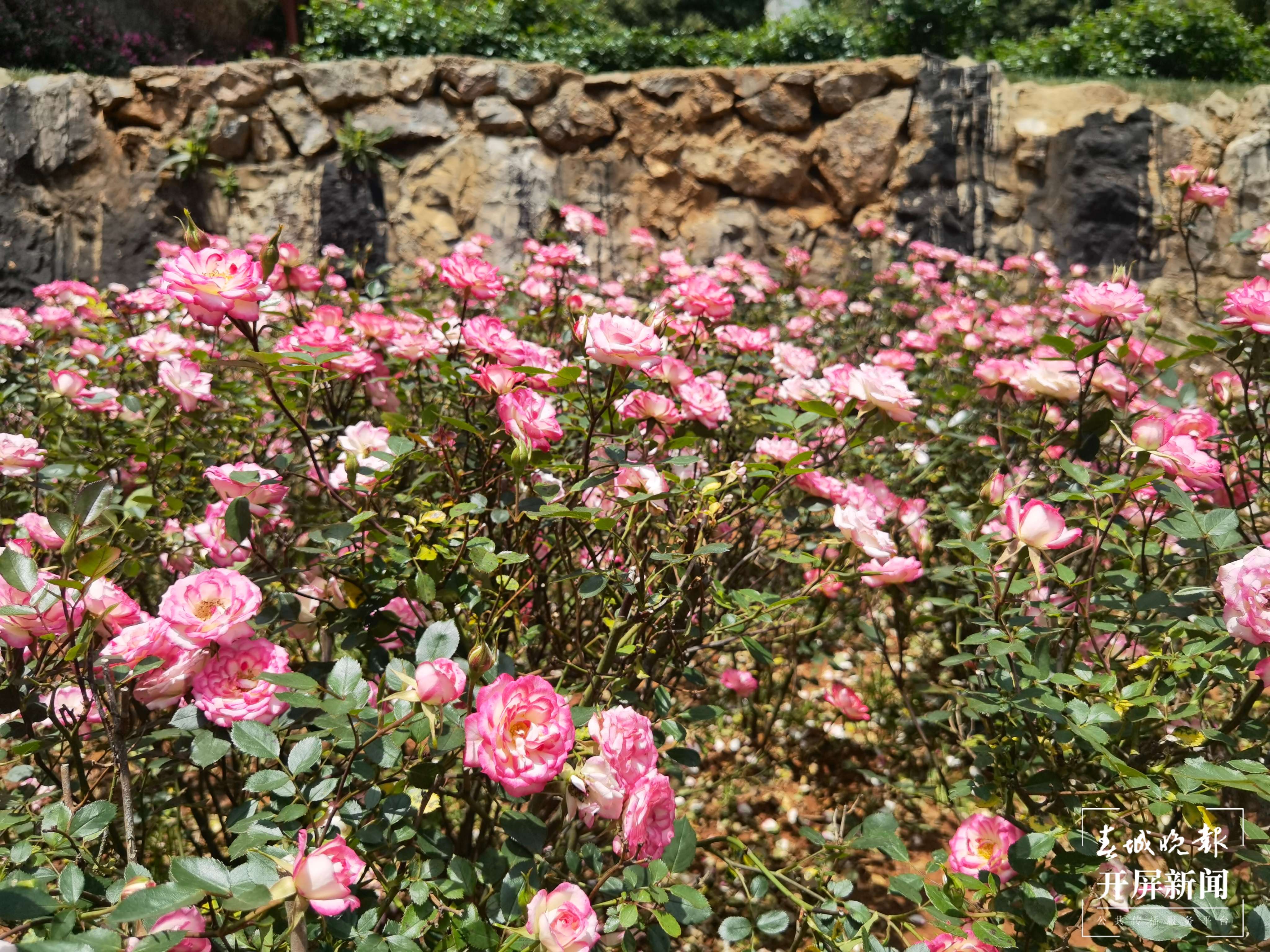 昆明盘龙区的网红玫瑰花墙“上线”啦！就等你来~（开屏新闻记者 孙琴霞 摄）
