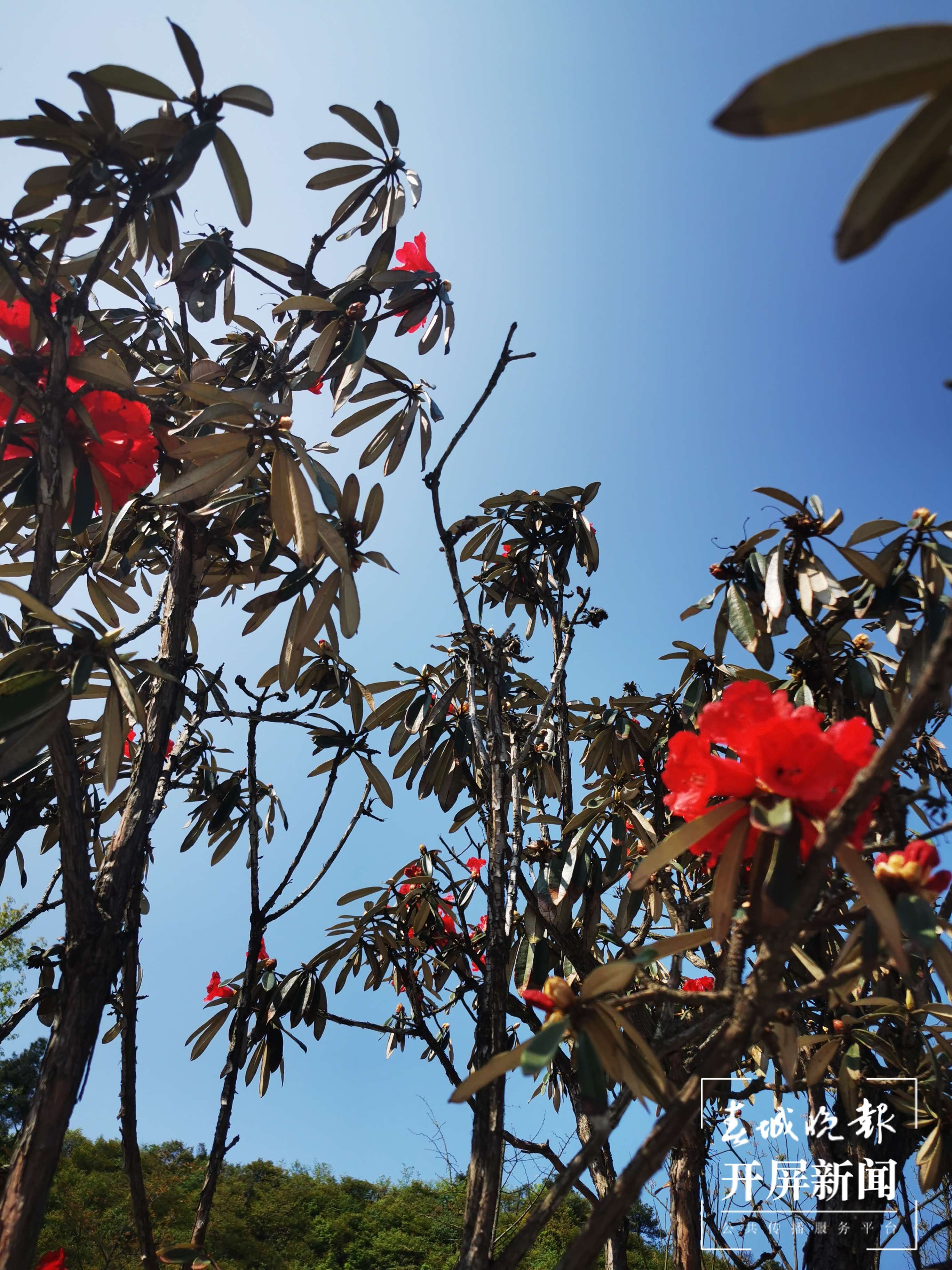 美食美景已备好，昭通彝良小草坝邀你来“游山玩水”（开屏新闻记者 申时勋 通讯员 夏荣香 摄）