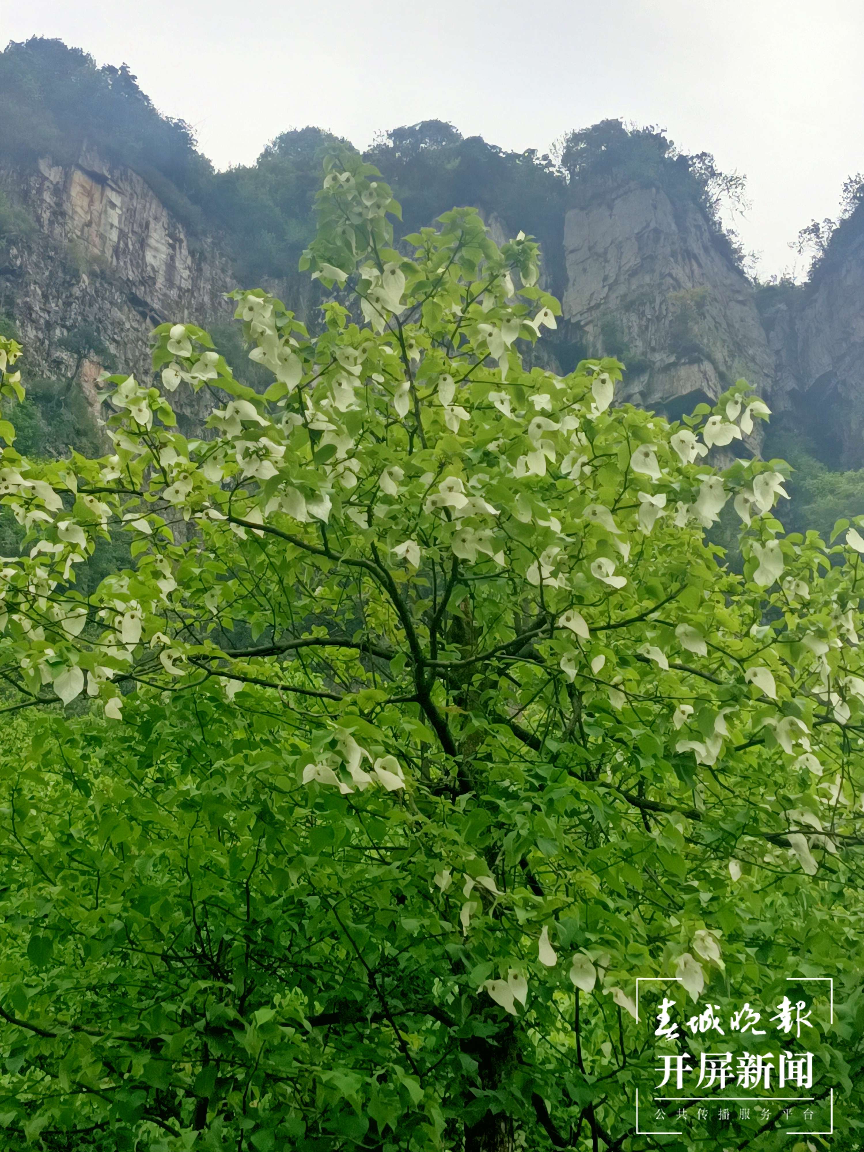美食美景已备好，昭通彝良小草坝邀你来“游山玩水”（开屏新闻记者 申时勋 通讯员 夏荣香 摄）