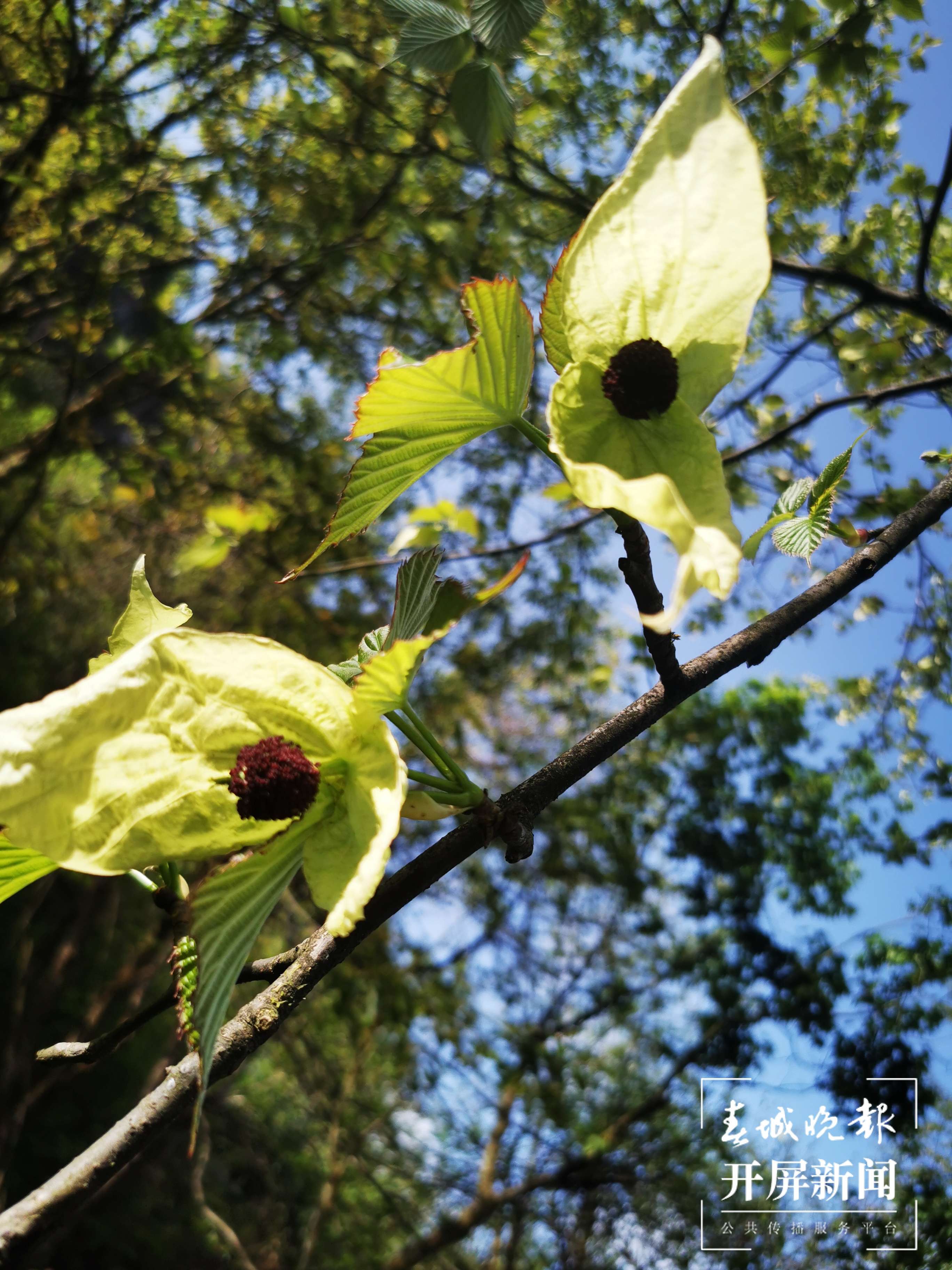 美食美景已备好，昭通彝良小草坝邀你来“游山玩水”（开屏新闻记者 申时勋 通讯员 夏荣香 摄）
