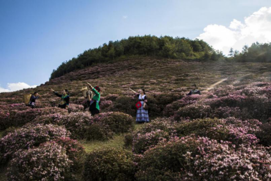 昆明禄劝马鹿塘乡的杜鹃花开成“海”了(禄劝县委宣传部供图)