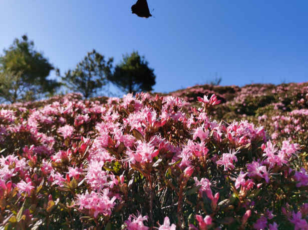 昆明禄劝马鹿塘乡的杜鹃花开成“海”了(禄劝县委宣传部供图)