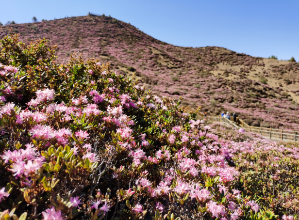 昆明禄劝马鹿塘乡的杜鹃花开成“海”了(禄劝县委宣传部供图)
