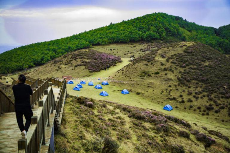 昆明禄劝马鹿塘乡的杜鹃花开成“海”了(禄劝县委宣传部供图)